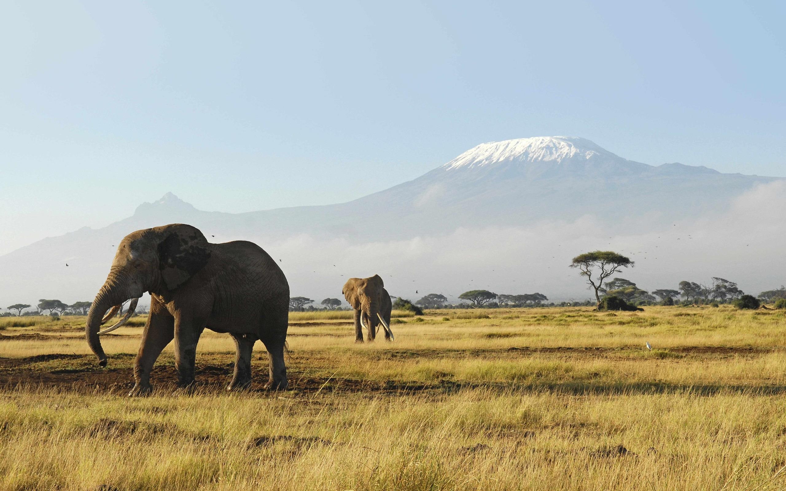 africa, elephant, animals, african, 2K, mountain, wildlife, HD Wallpaper