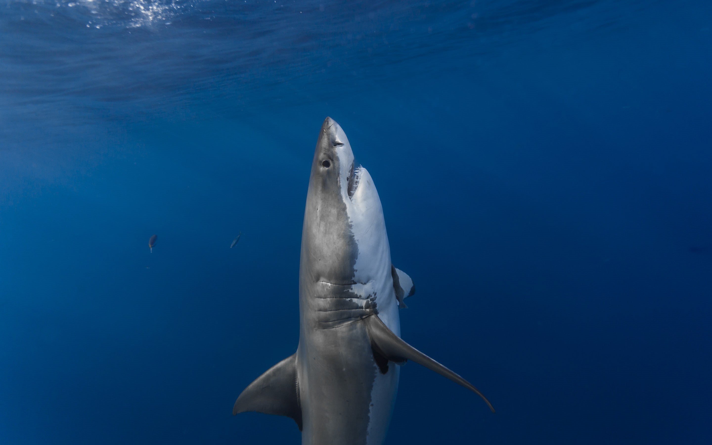 white, surface, 2K, predator, ambush, white shark, sunlight, gray, vertical, shark, HD Wallpaper