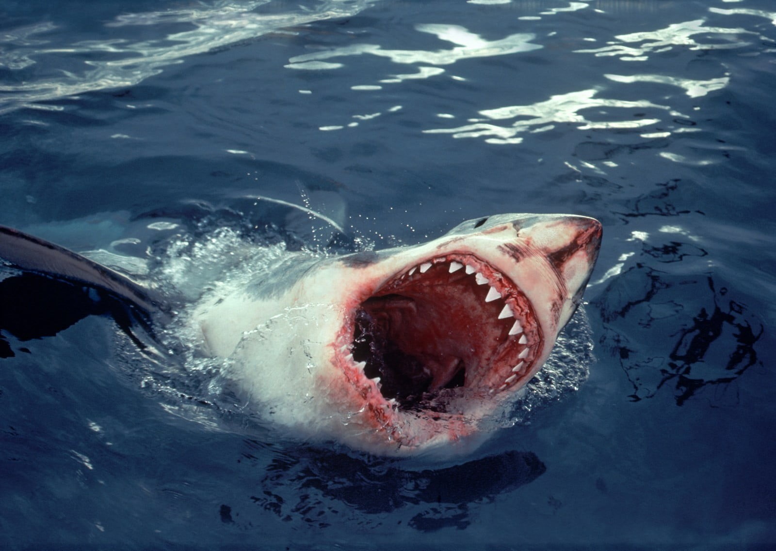 underwater, mammal, animal themes, mouth open, undersea, nature, animals in the wild, animals, mouth, water, animal body part, marine, aggression, sea life, HD Wallpaper