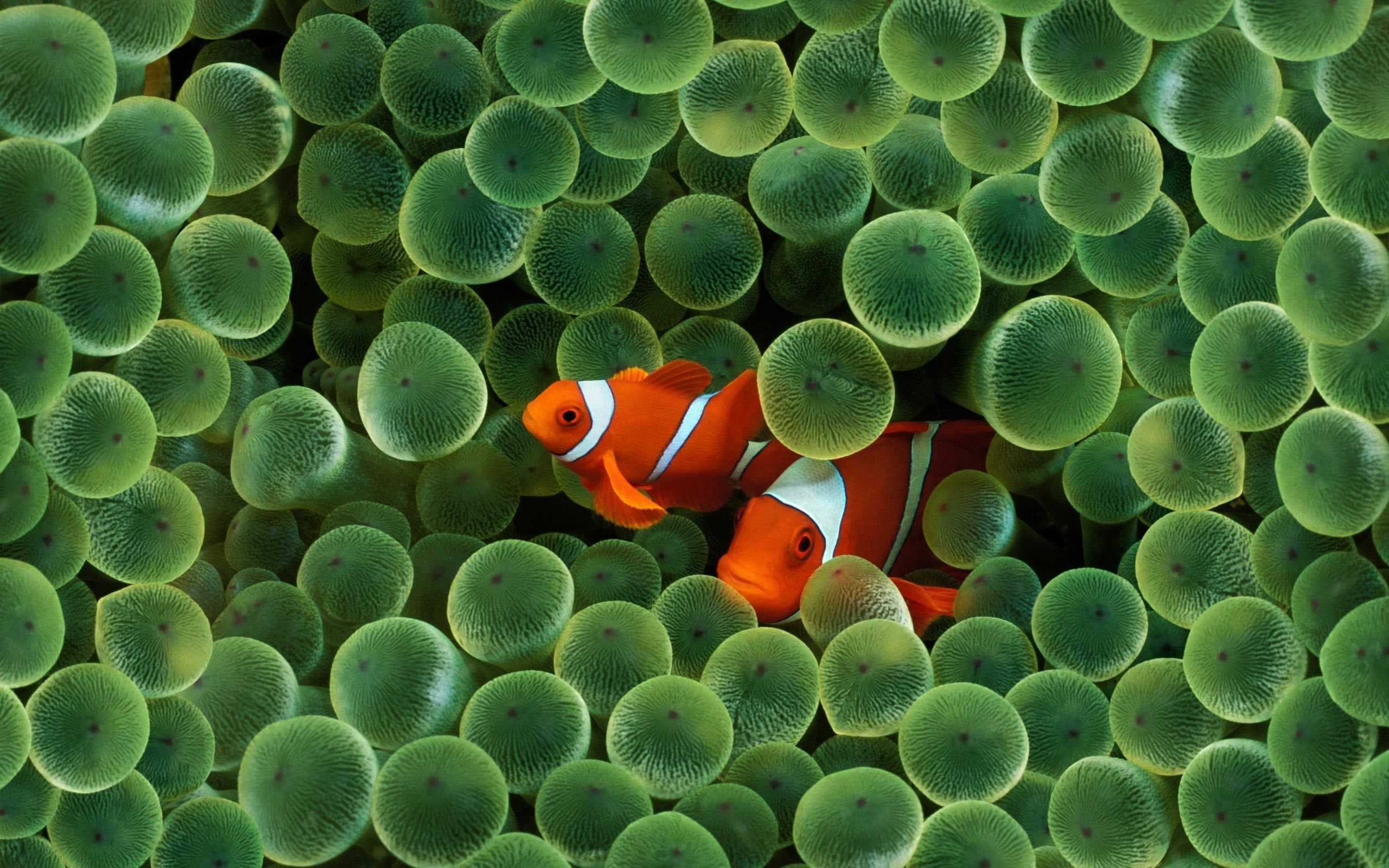 Clown, 2K, Two, Fish, HD Wallpaper