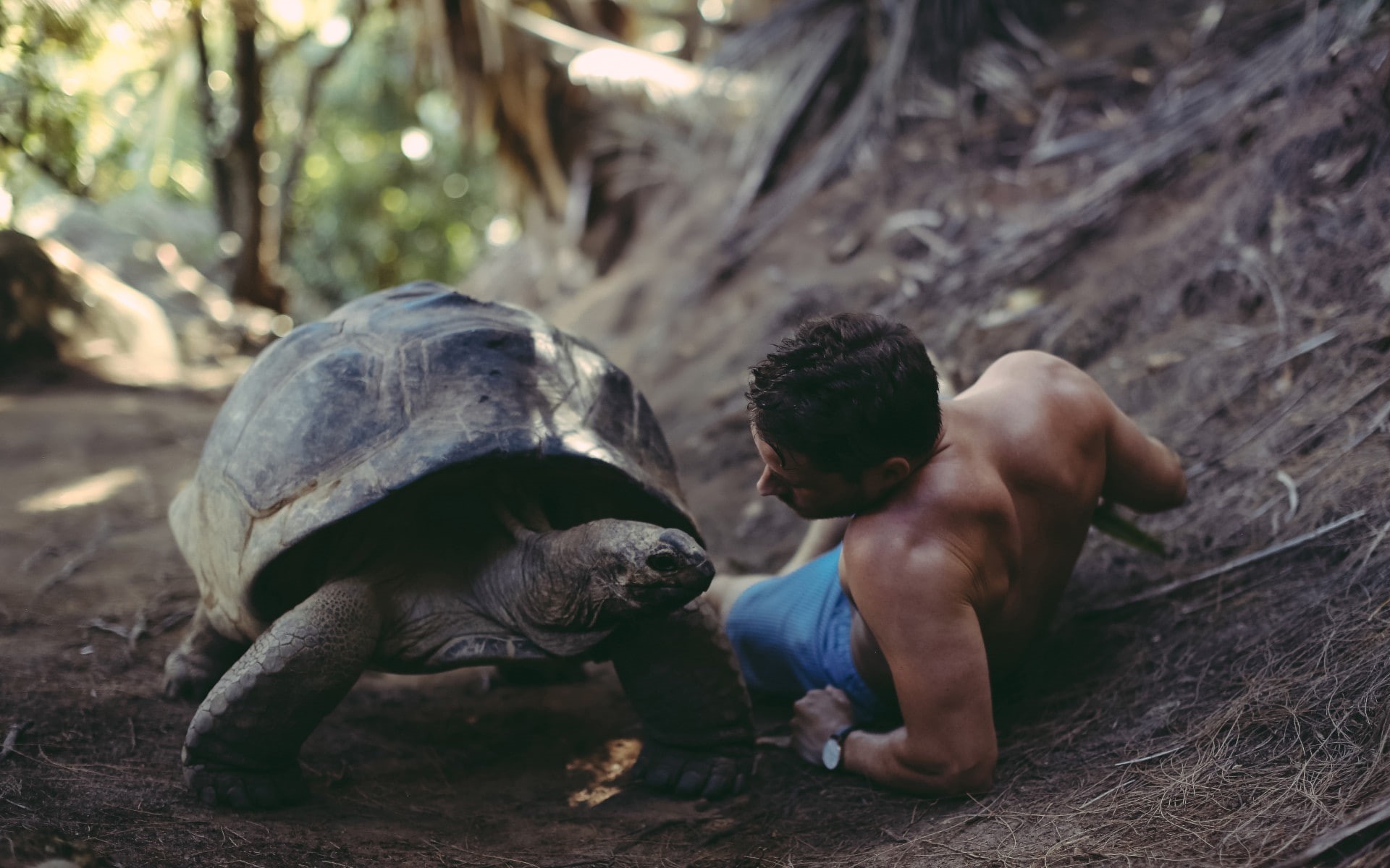 tortoises, shirtless, turtle, 1080P, men outdoors, people, men, animals, HD Wallpaper