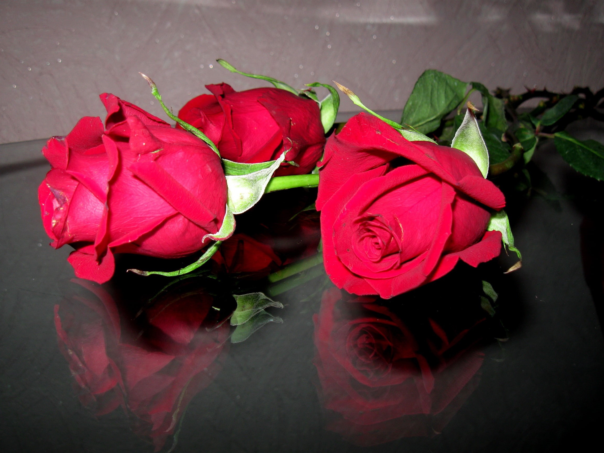 1080P, day, roses, flowers, red, valentine 039 s, reflection, HD Wallpaper