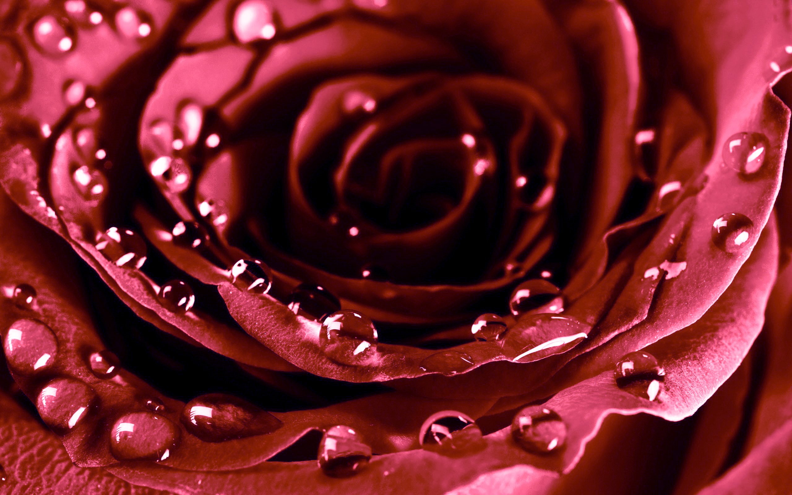 flowers, drops, day, roses, 2K, valentine 039 s, HD Wallpaper