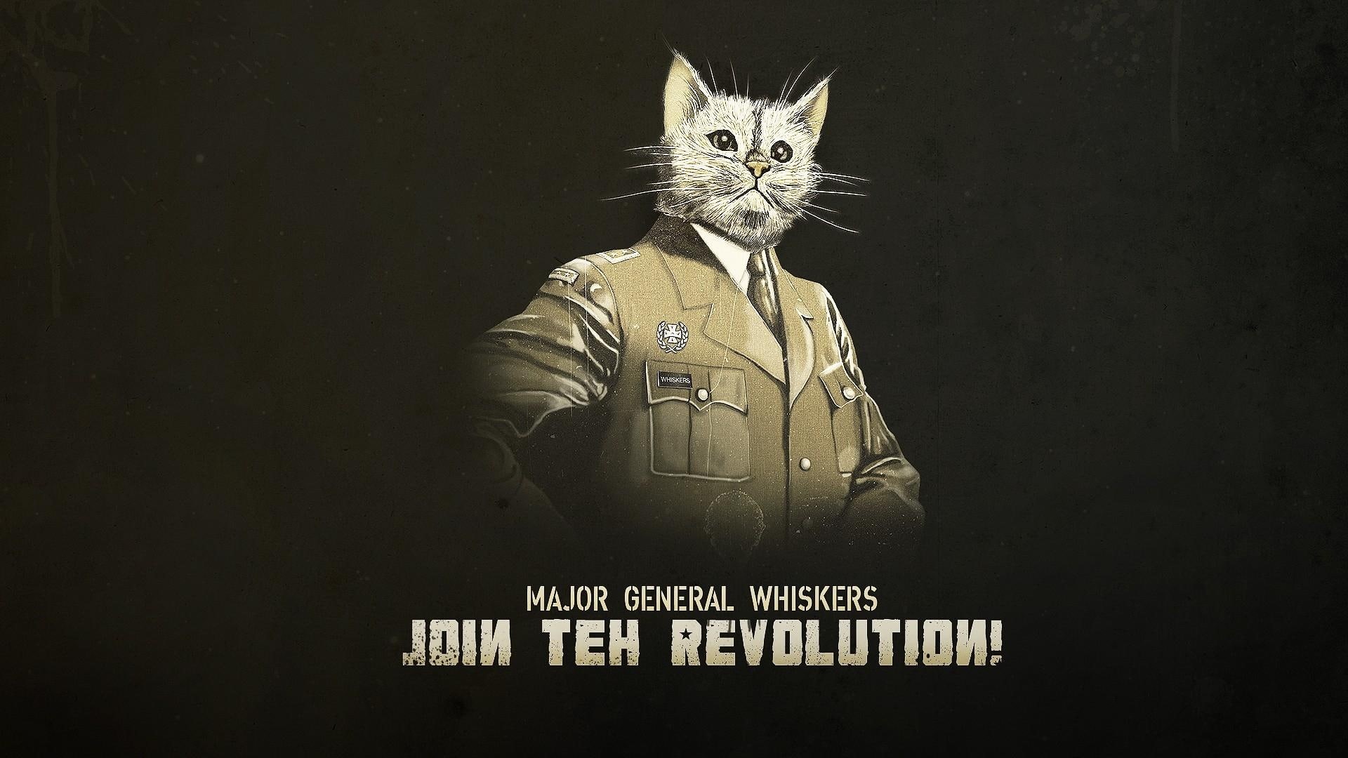 1080P, cats, animals, military, funny, statement, uniform, magazine, whiskers, revolution, kitten, humor, HD Wallpaper