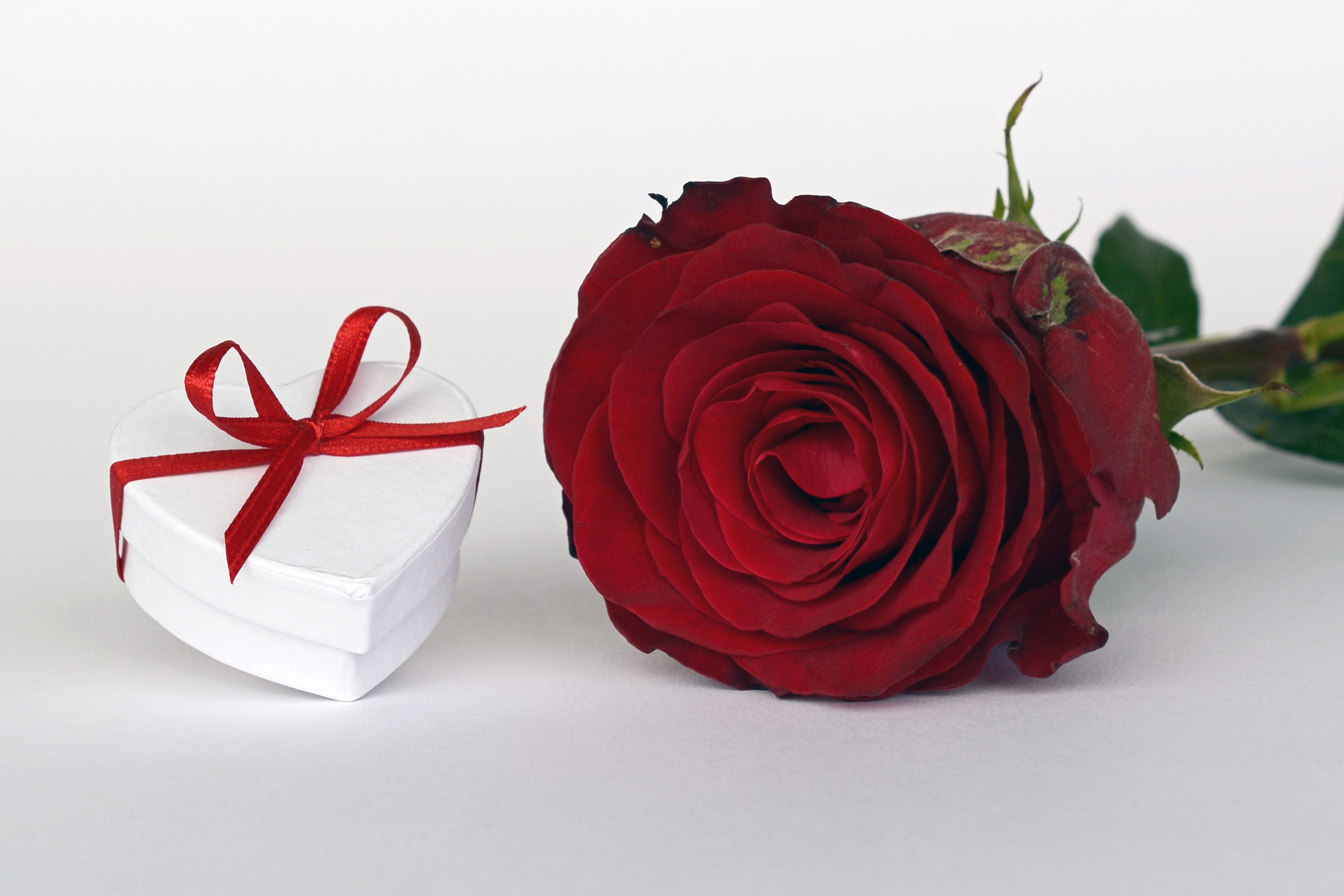 studio shot, open, emotion, bloom, red, indoors, positive emotion, freshness, petal, flowers, gift, romantic, rose - flower, beauty in nature, romance, HD Wallpaper