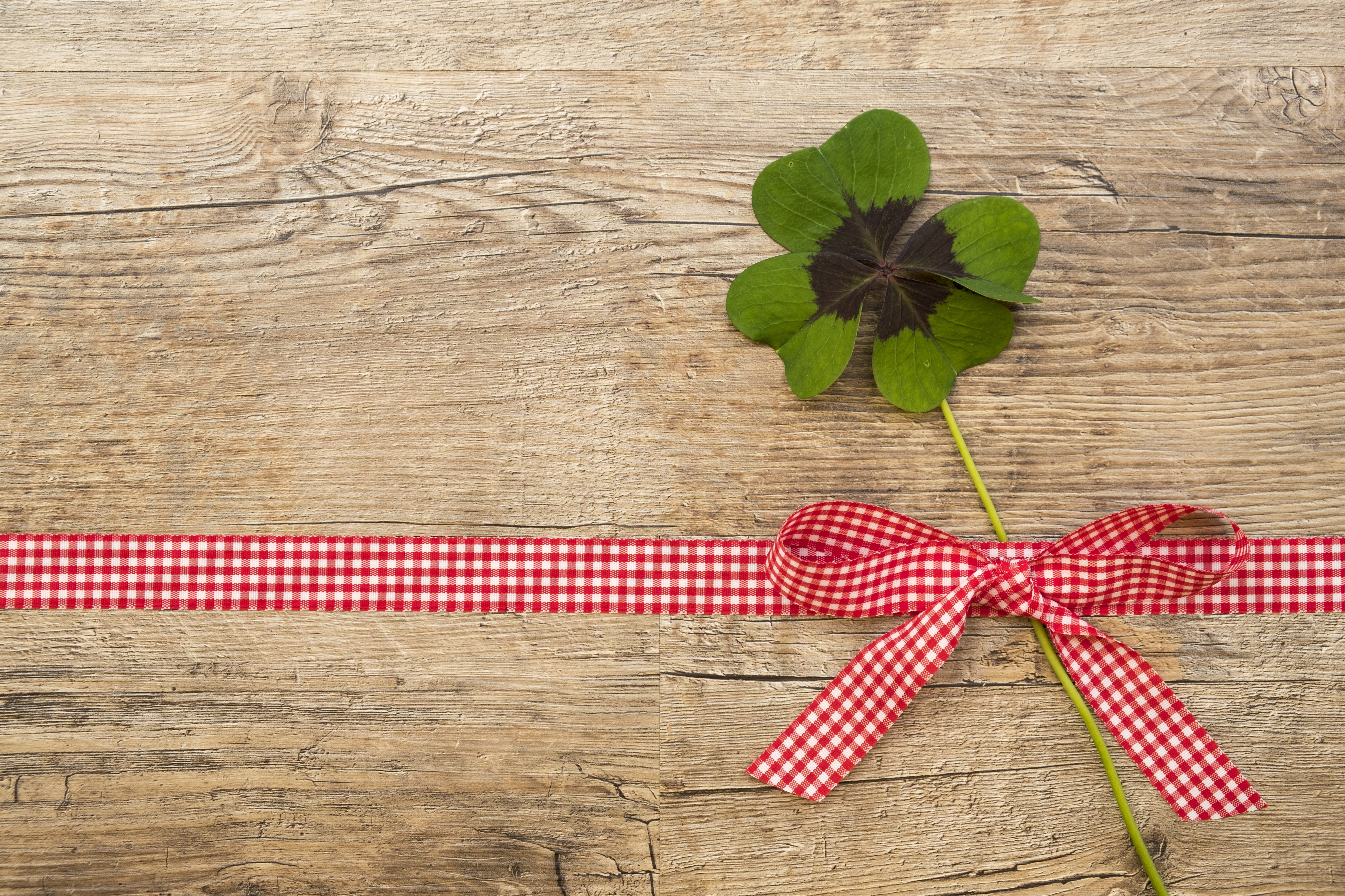 luck, new years day, wall, clover flower, lucky clover, christmas, birthday, high angle view, ribbon, loop, pattern, bow, vierblättrig, gift, green, wild flower, HD Wallpaper
