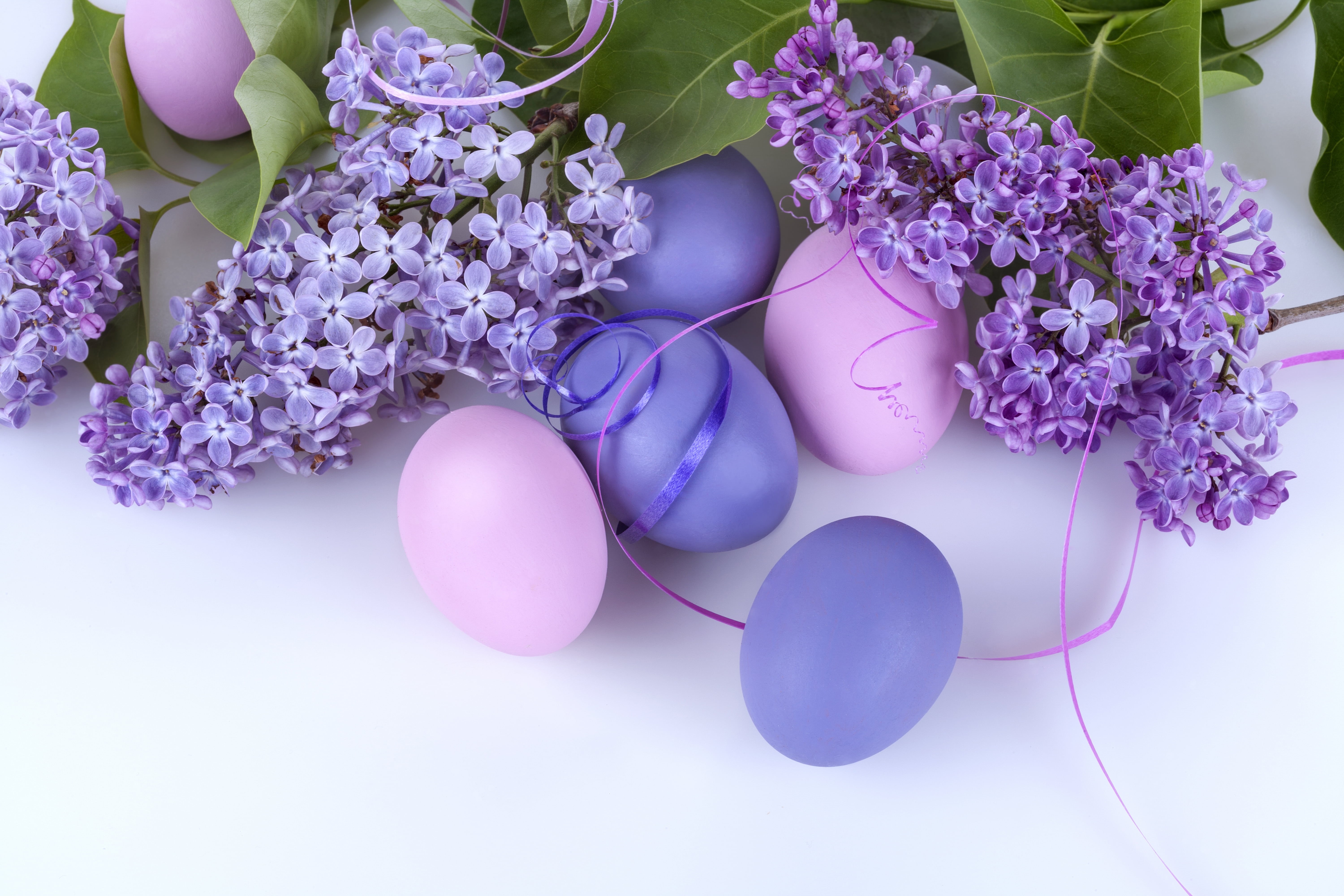 ribbon, flowering plant, fragility, flower arrangement, nature, celebration, pink, flower head, no people, Easter, 5K, lilac, flower, beauty in nature, HD Wallpaper