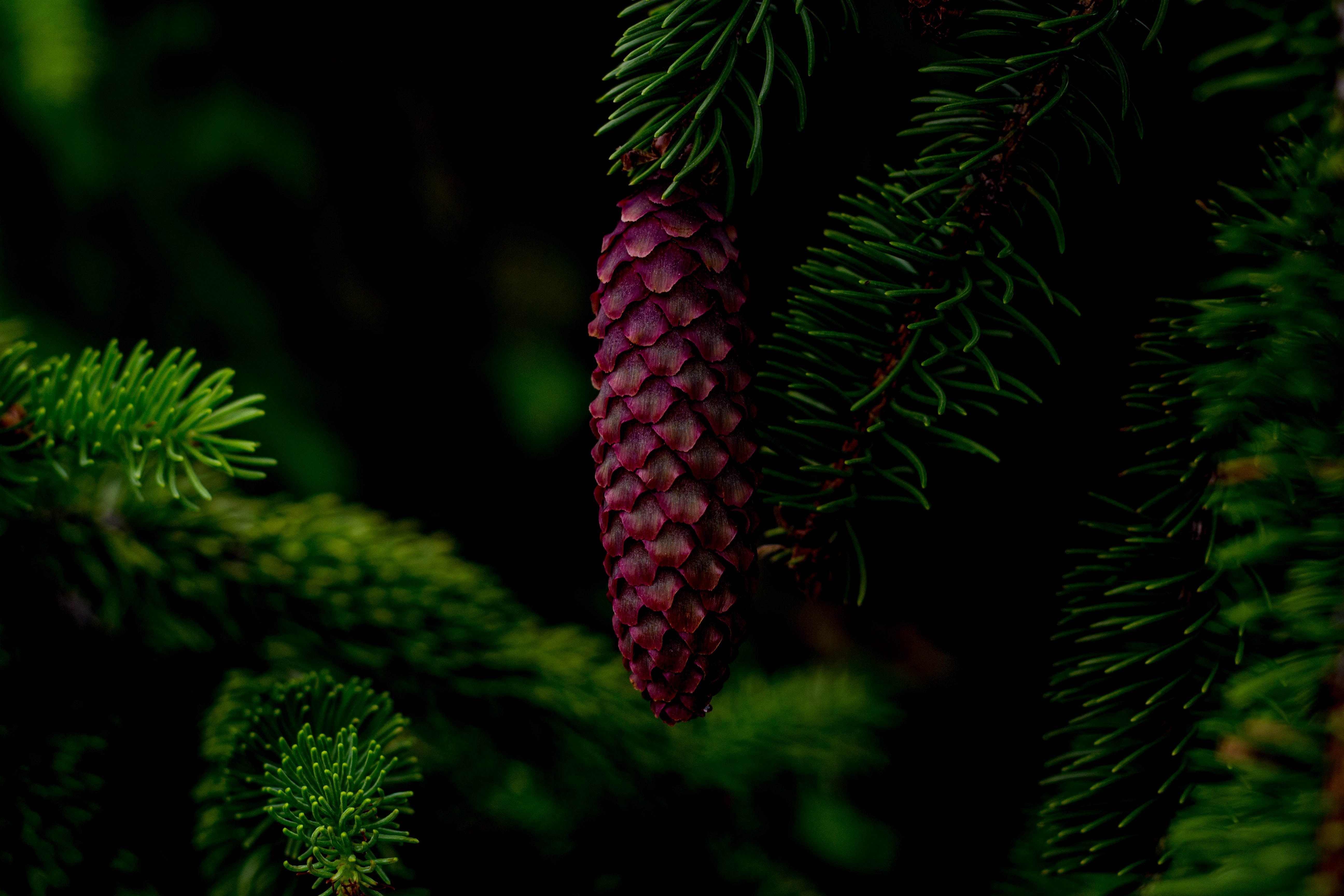 season, romantic, vintage, coniferous tree, bright, petal, focus on foreground, design, branch, pine tree, no people, day, tree, Floral, Nature, green, HD Wallpaper