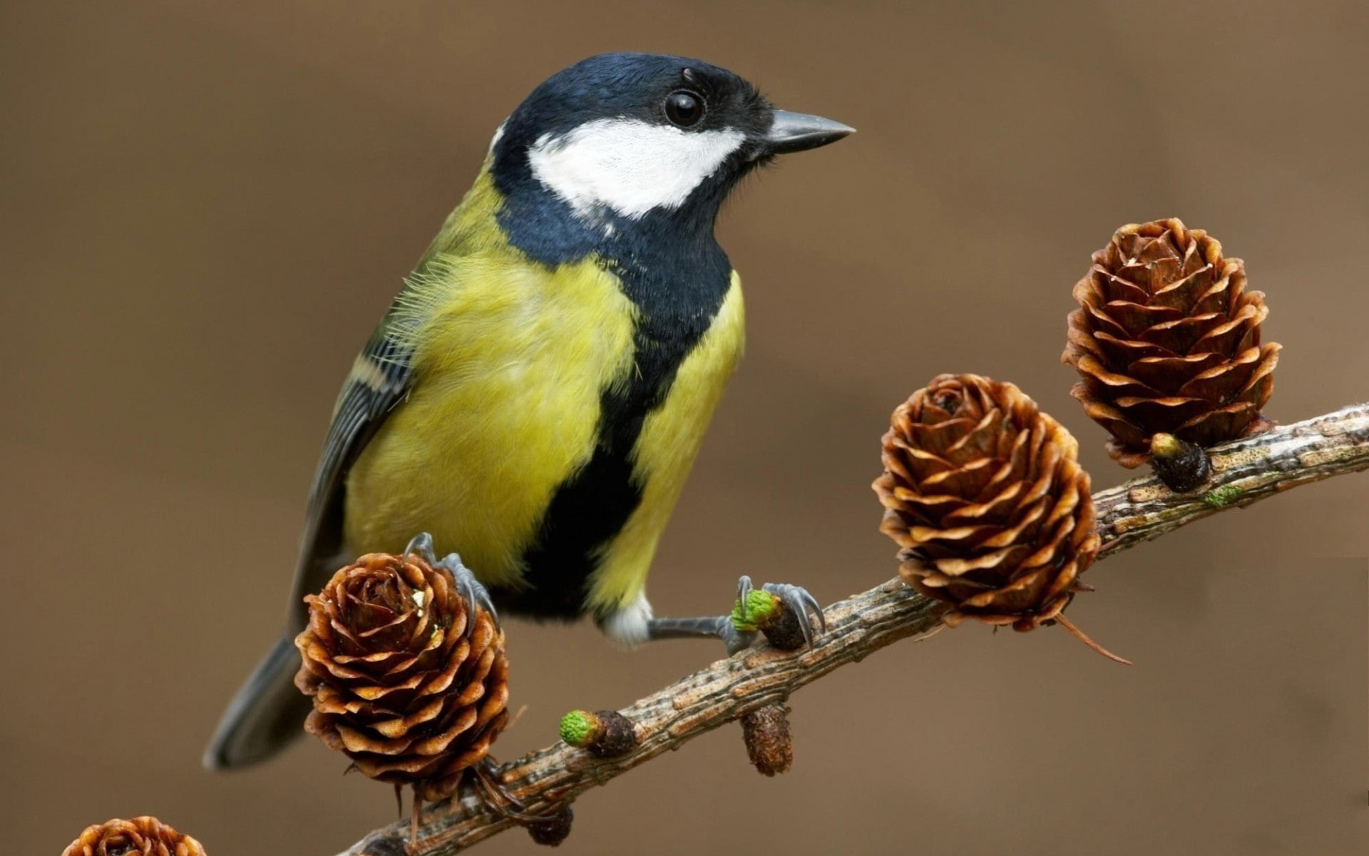 birds, 1080P, titmouse, cones, pine cones, HD Wallpaper
