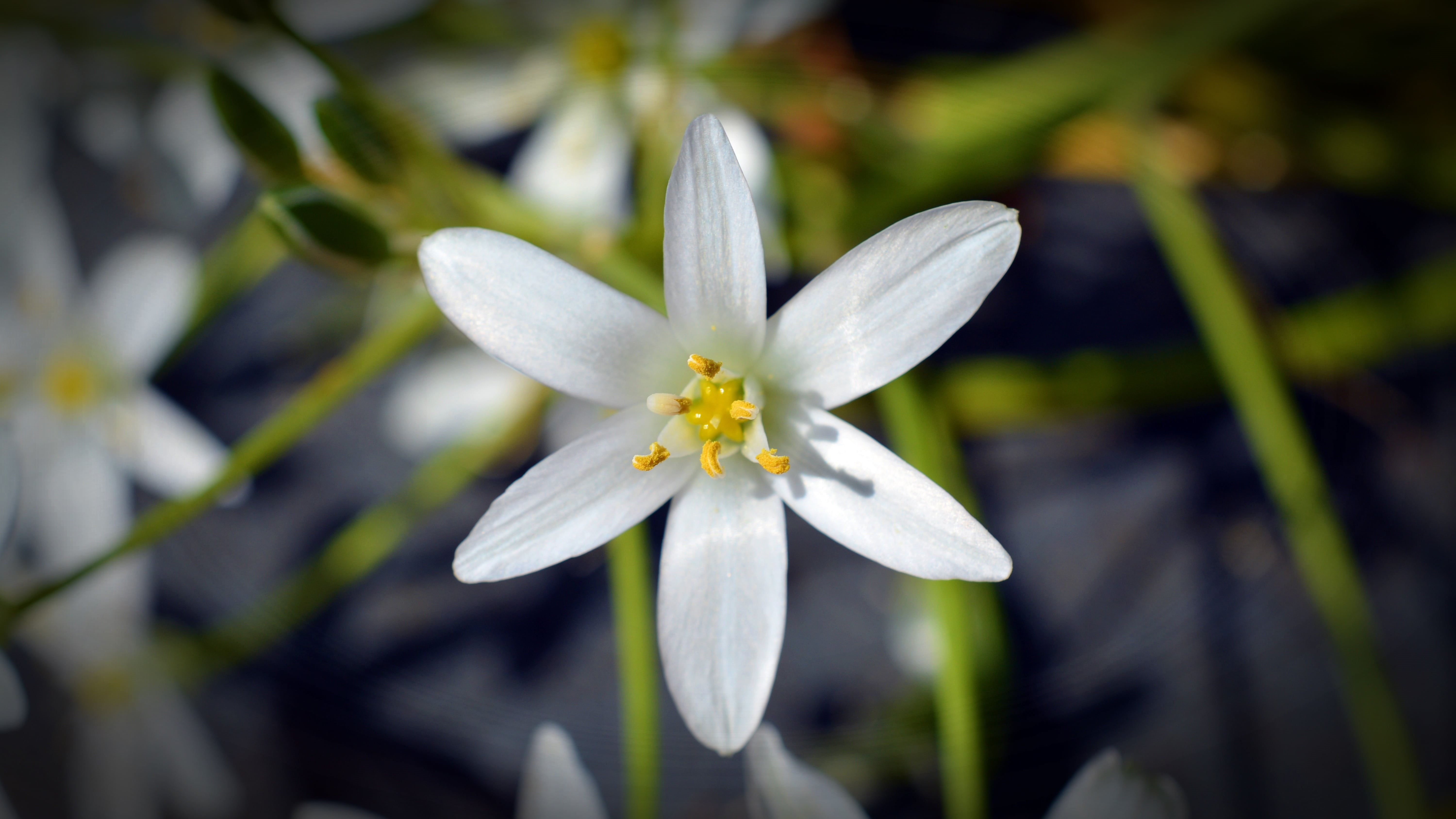 close, flower, close-up, small flowers, petal, nature, bloom, botany, day, white color, pollen, beauty in nature, 5K, focus on foreground, growth, white blossom, HD Wallpaper