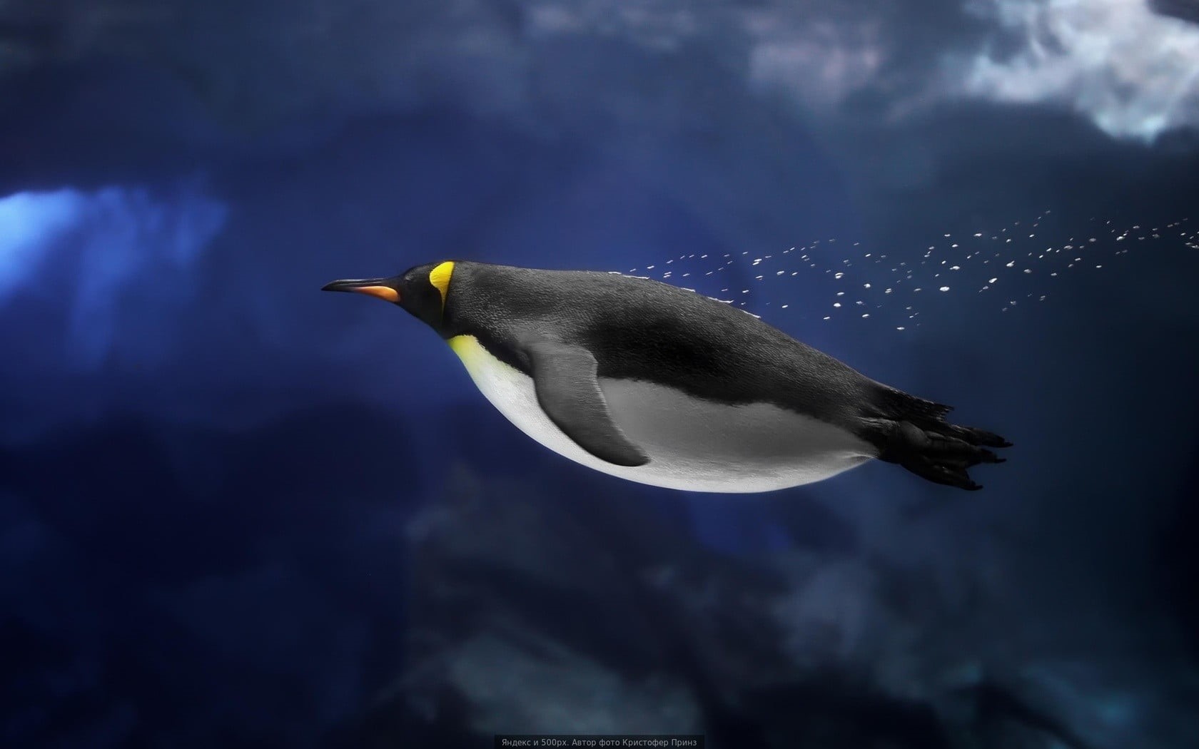animals in the wild, no people, 720P, penguin, white, side view, animal wildlife, yellow, one animal, animal themes, day, sky, animal, cloud - sky, nature, HD Wallpaper