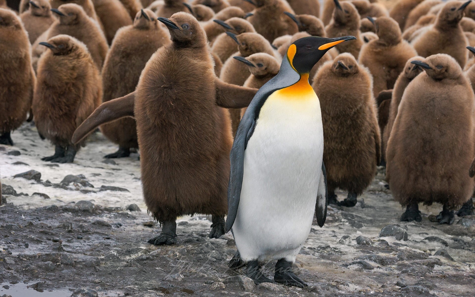 young animal, animal family, animals in the wild, plush, togetherness, animal, animal wildlife, horse, penguin, cute, day, brown, cold temperature, snow, HD Wallpaper