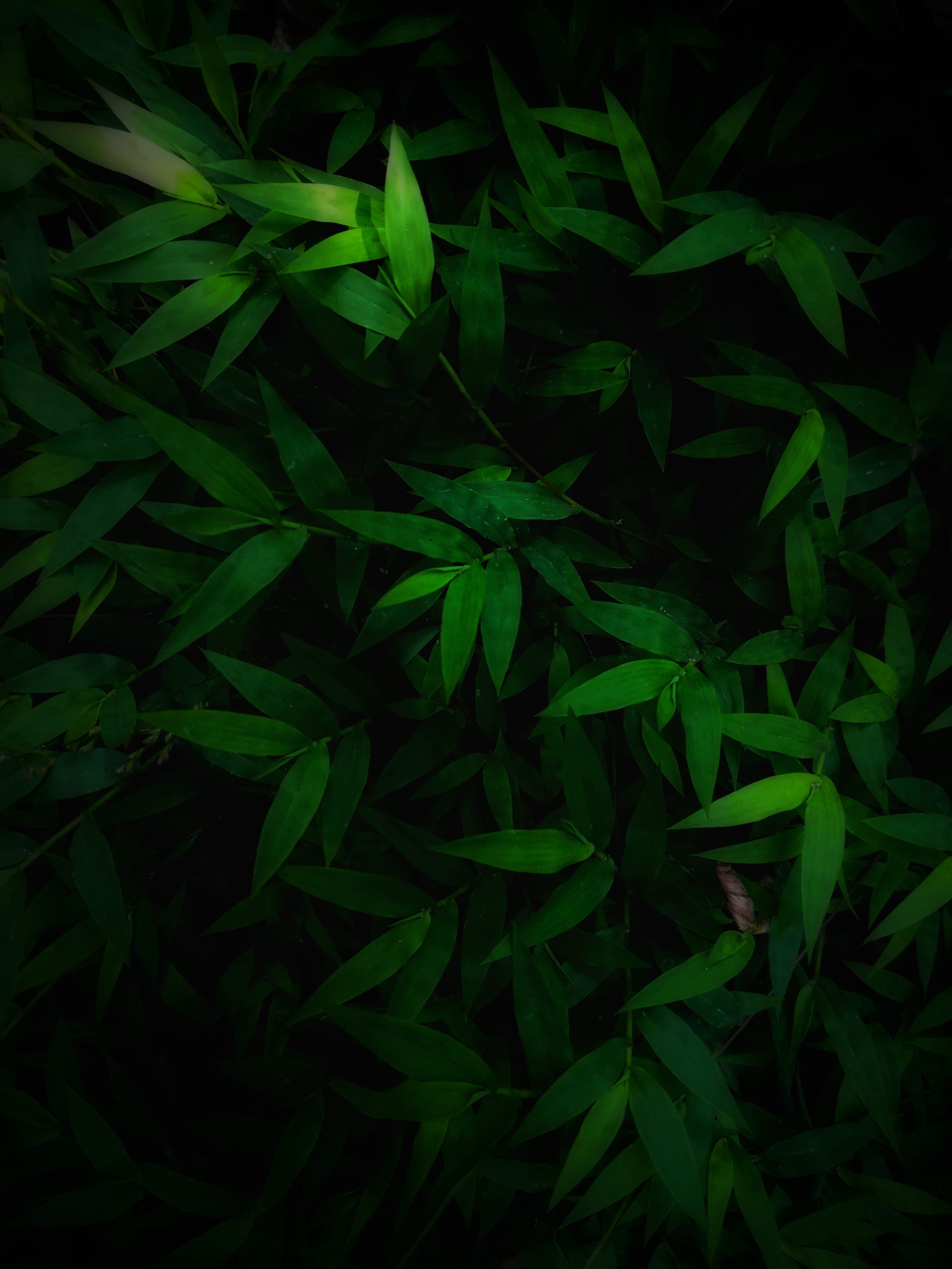 growth, tree, ground, vignette, night, beauty in nature, close-up, nature, mobile, plant part, leaf, outdoors, tranquility, india, karukachali palli bus stop, Phone HD Wallpaper