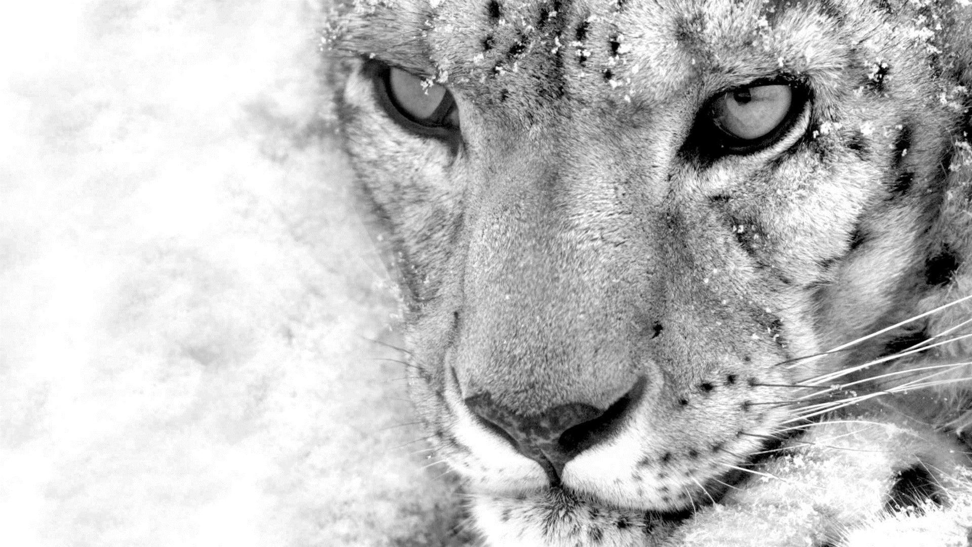 white, leopard, 1080P, animals, photography, eyes, starring, black and white, black, HD Wallpaper
