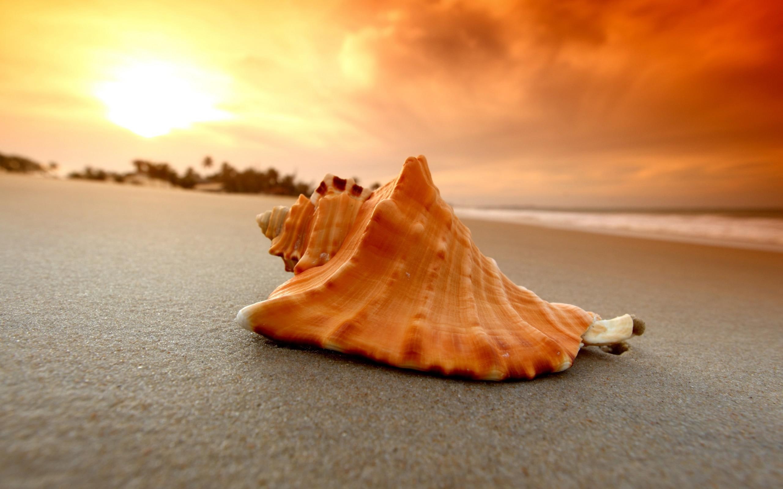sea, photo, 2K, beach, sand, beaches, download, shell, HD Wallpaper