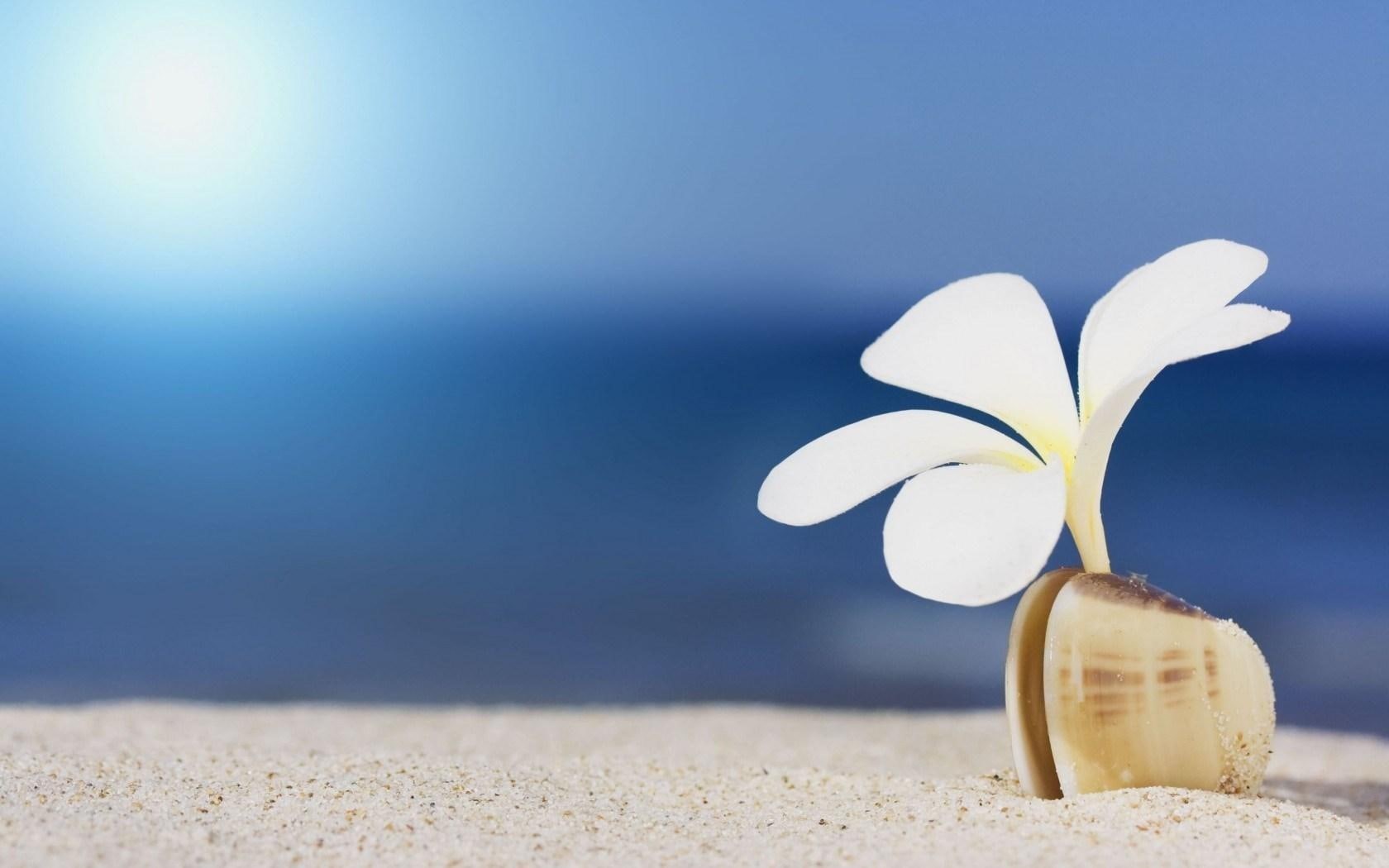 flower, sand, 720P, shell, beach, white, HD Wallpaper