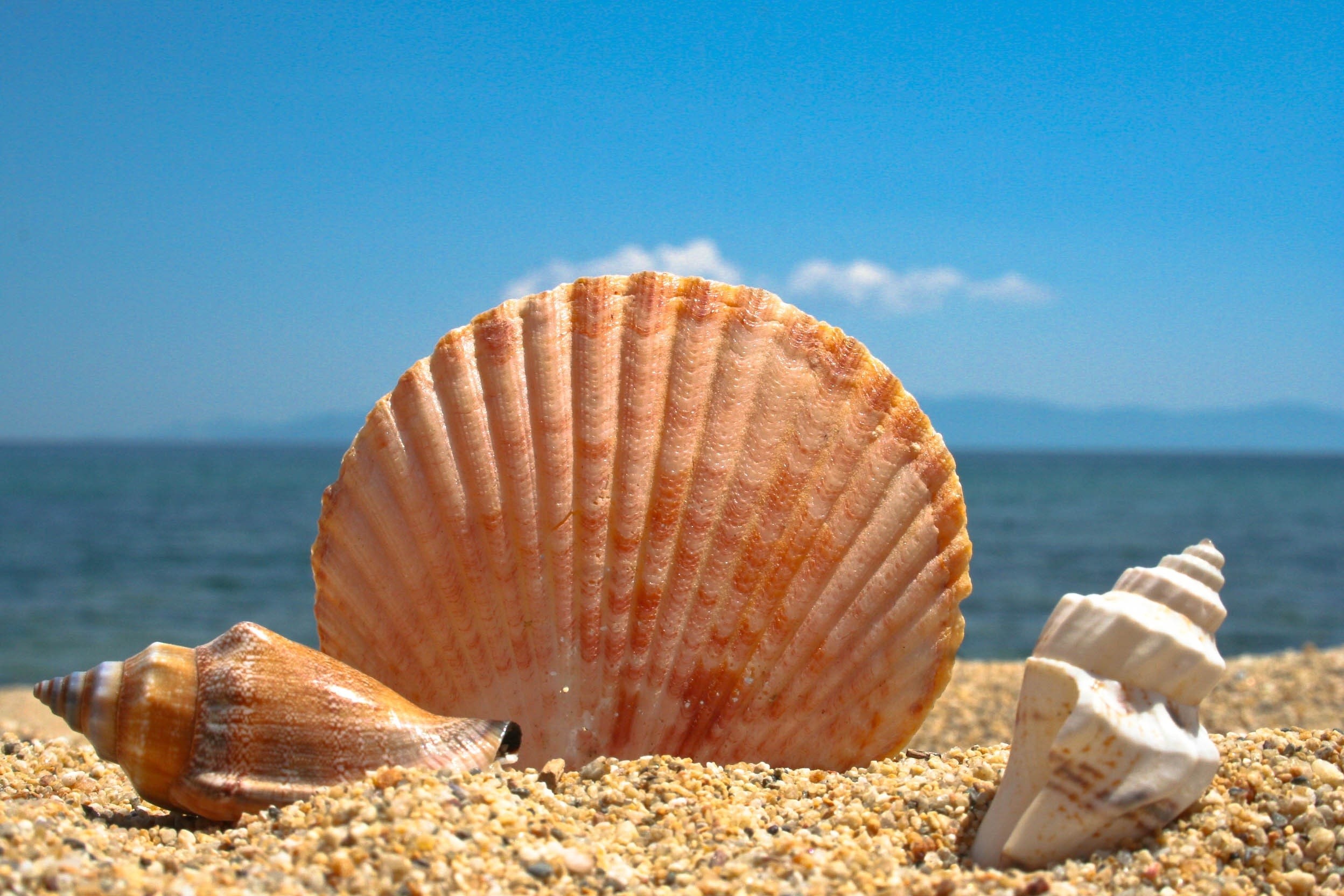 beauty in nature, beach, summer, sand, seashell, marine, day, land, shells, tranquil scene, coastline, close-up, horizon, animal Shell, water, sunlight, HD Wallpaper