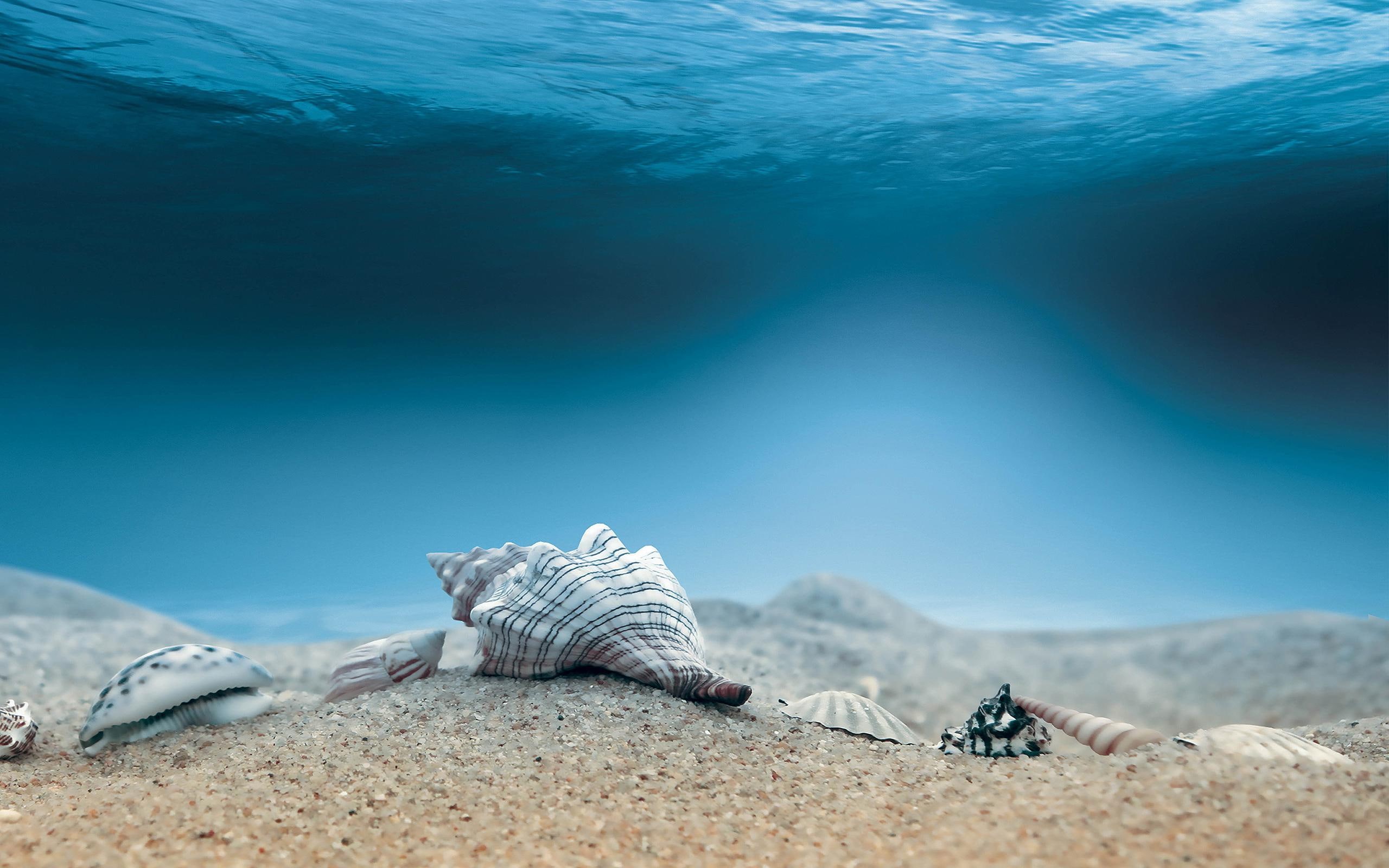 2K, seabed, shells, sea, assorted, nature, HD Wallpaper
