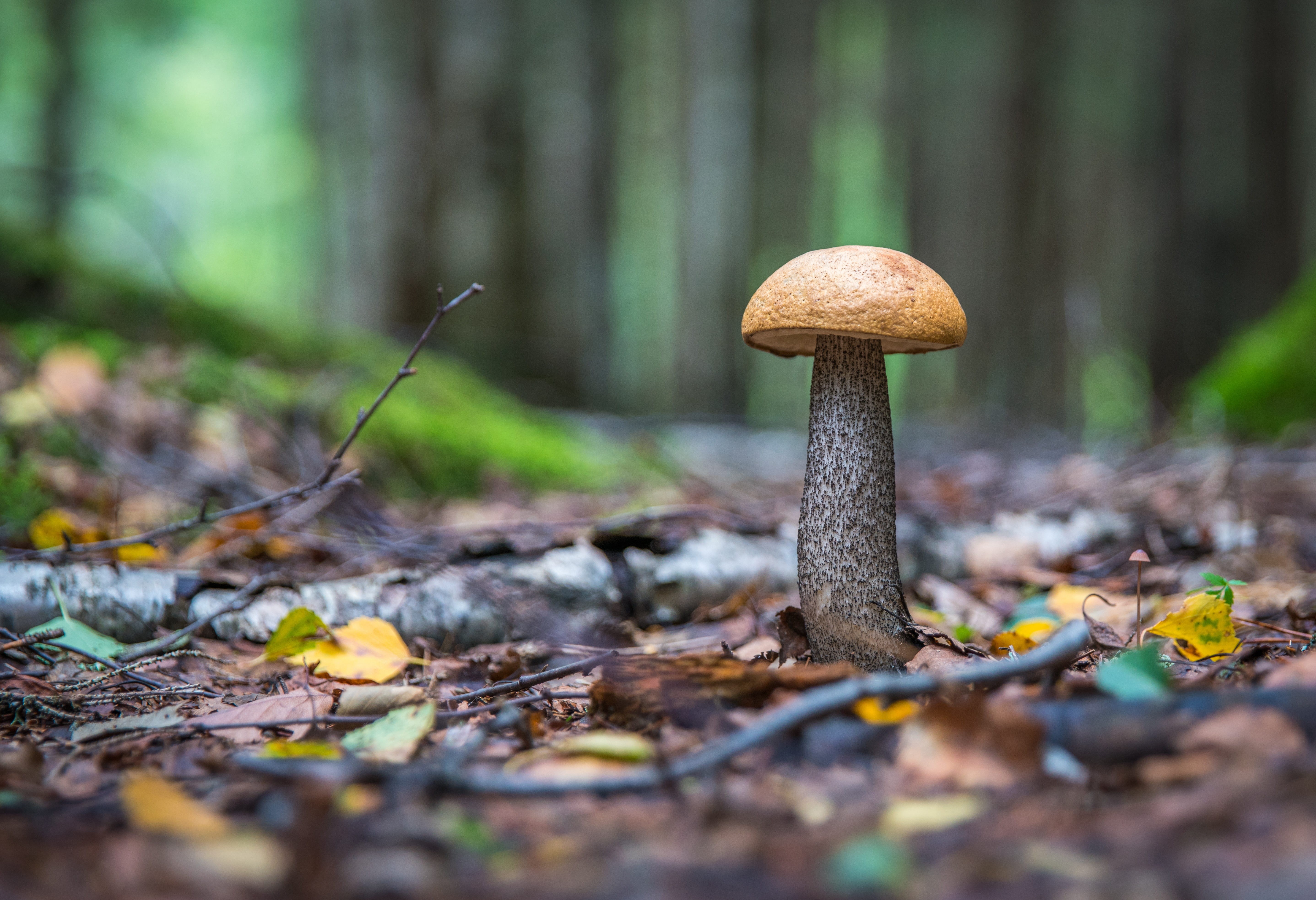 selective focus, 5K, growth, surface level, woodland, beauty in nature, outdoors, land, nature, photo, leaf, close-up, autumn, mushroom, day, plant part, HD Wallpaper