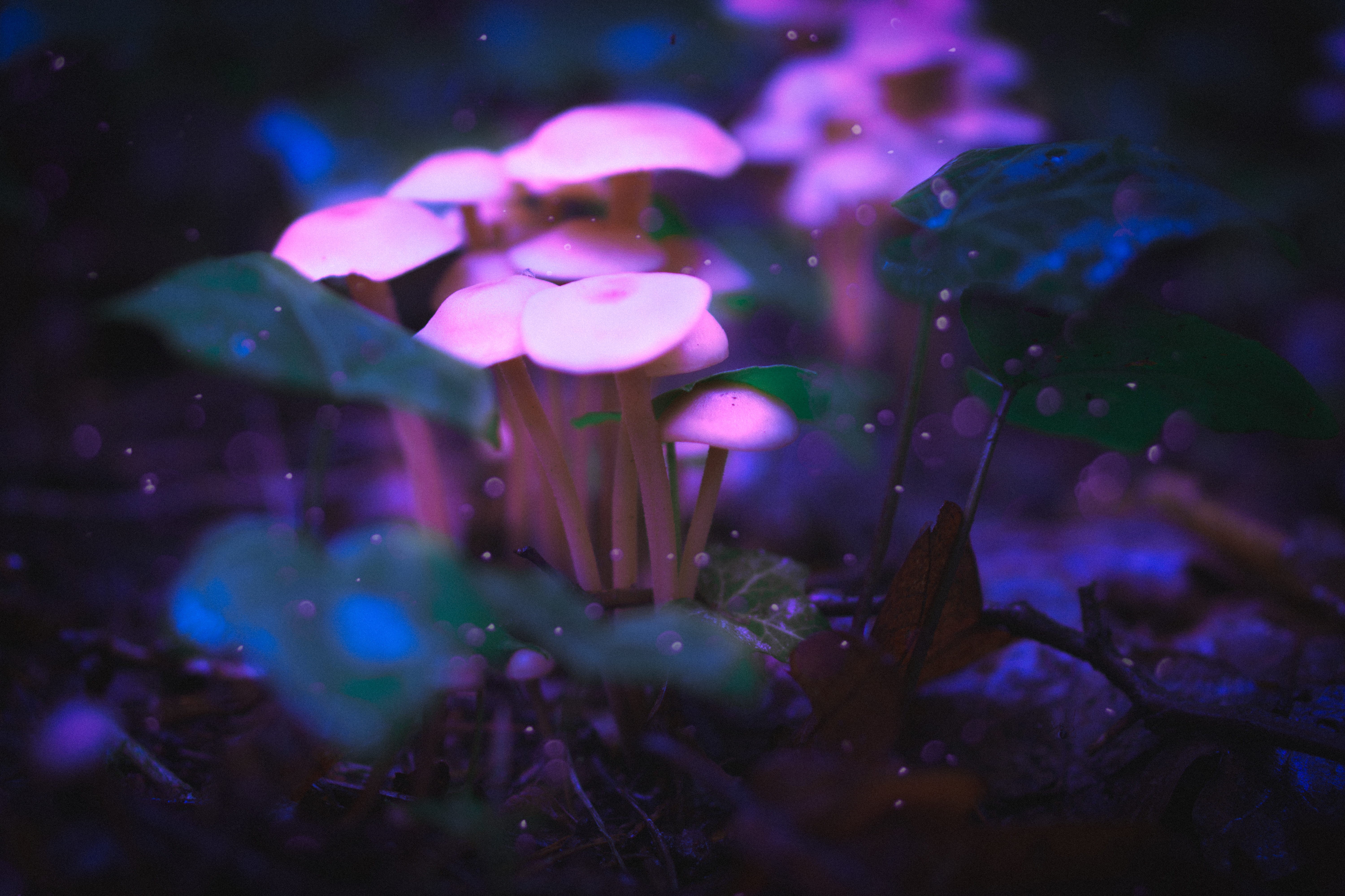 outdoor, mushrooms, selective focus, 5K, animal themes, water, vegetable, no people, dark, night, forest, animal wildlife, invertebrate, purple, outdoors, HD Wallpaper