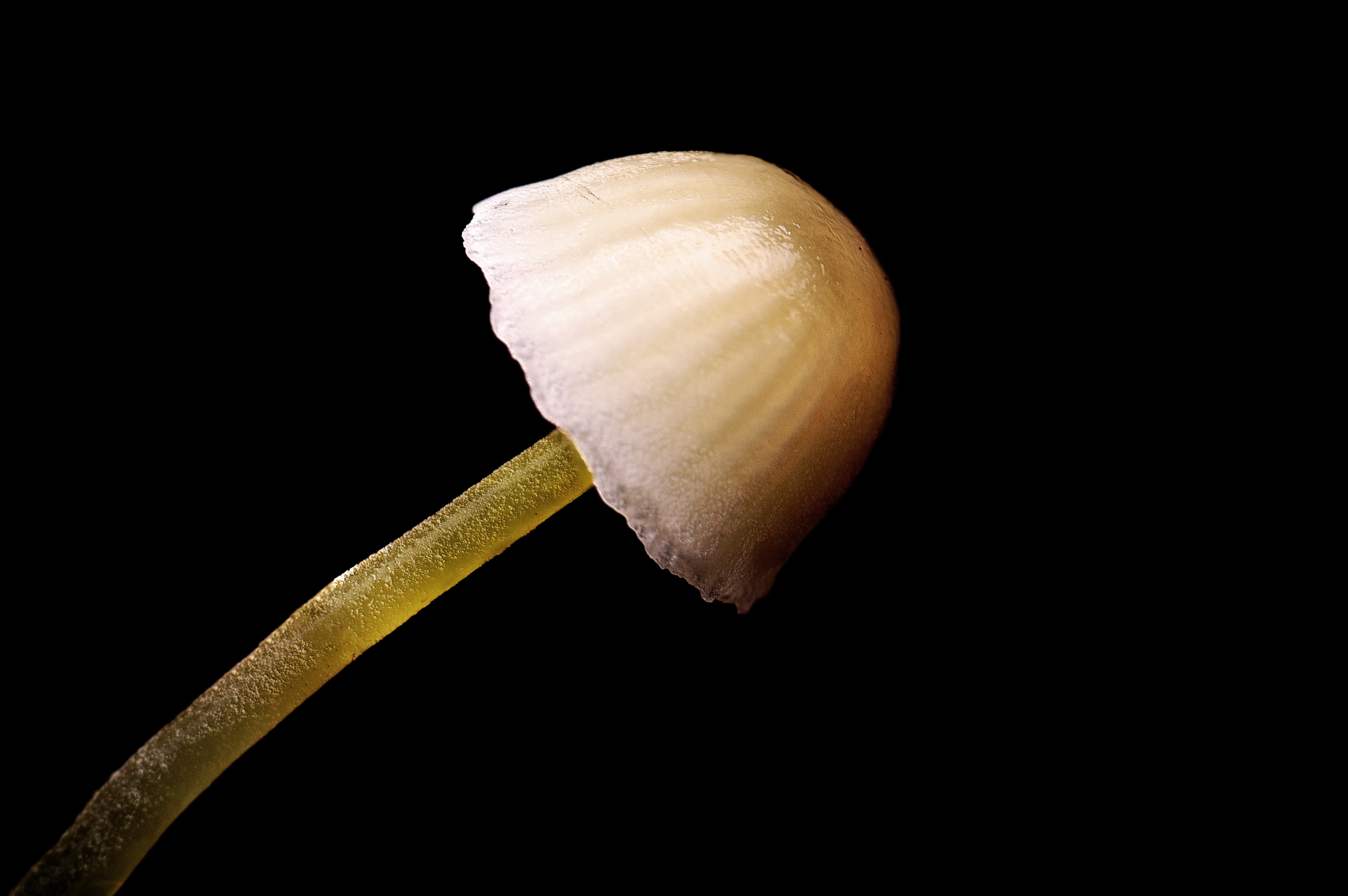 fragility, indoors, close-up, 5K, studio shot, single object, black background, mushroom, magic, plant, flower, mystical, copy space, vulnerability, food, HD Wallpaper