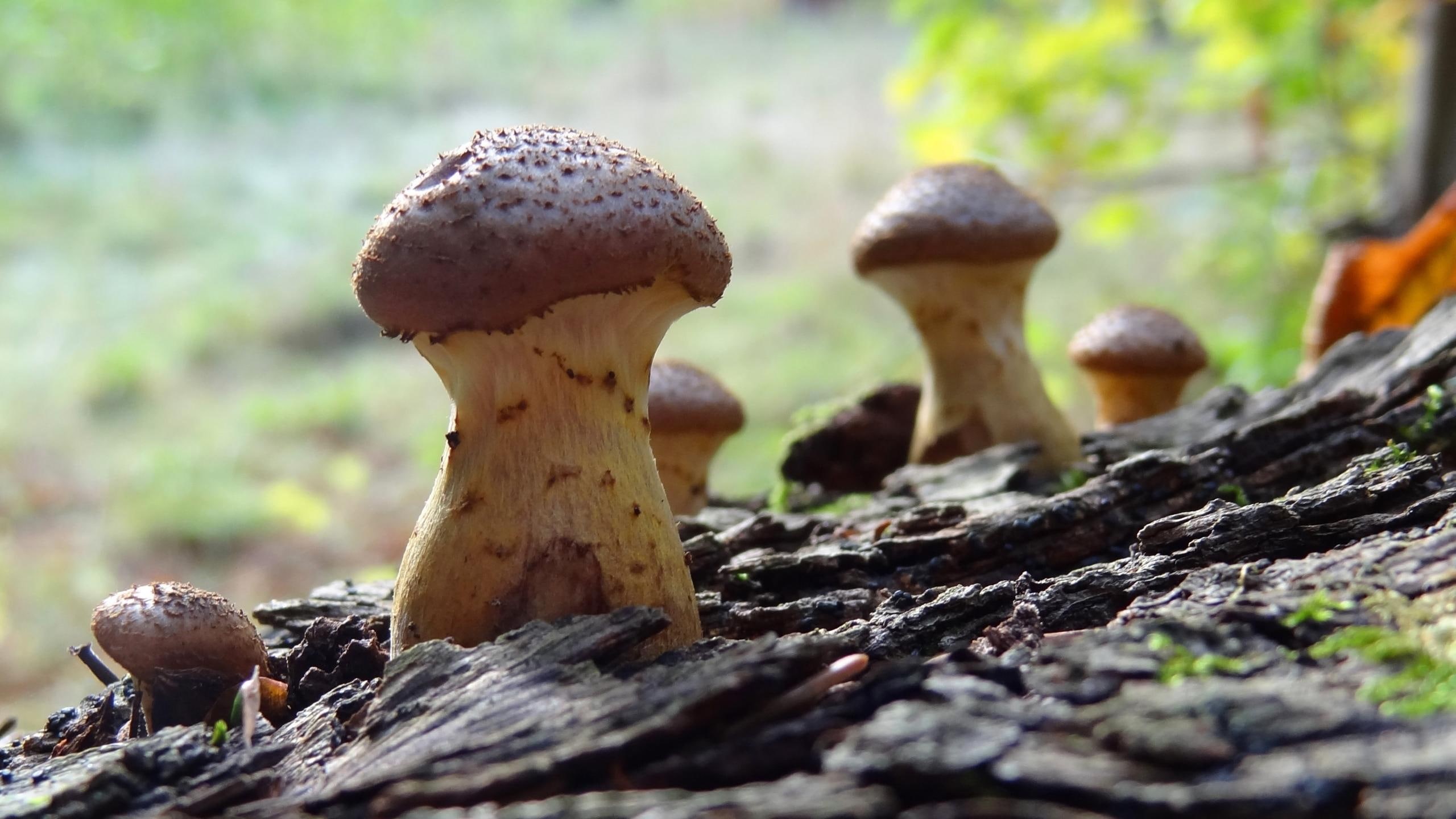 home screen, magic, mushrooms, romantic, 2K, makro, autumn, nature and landscapes, forest, HD Wallpaper