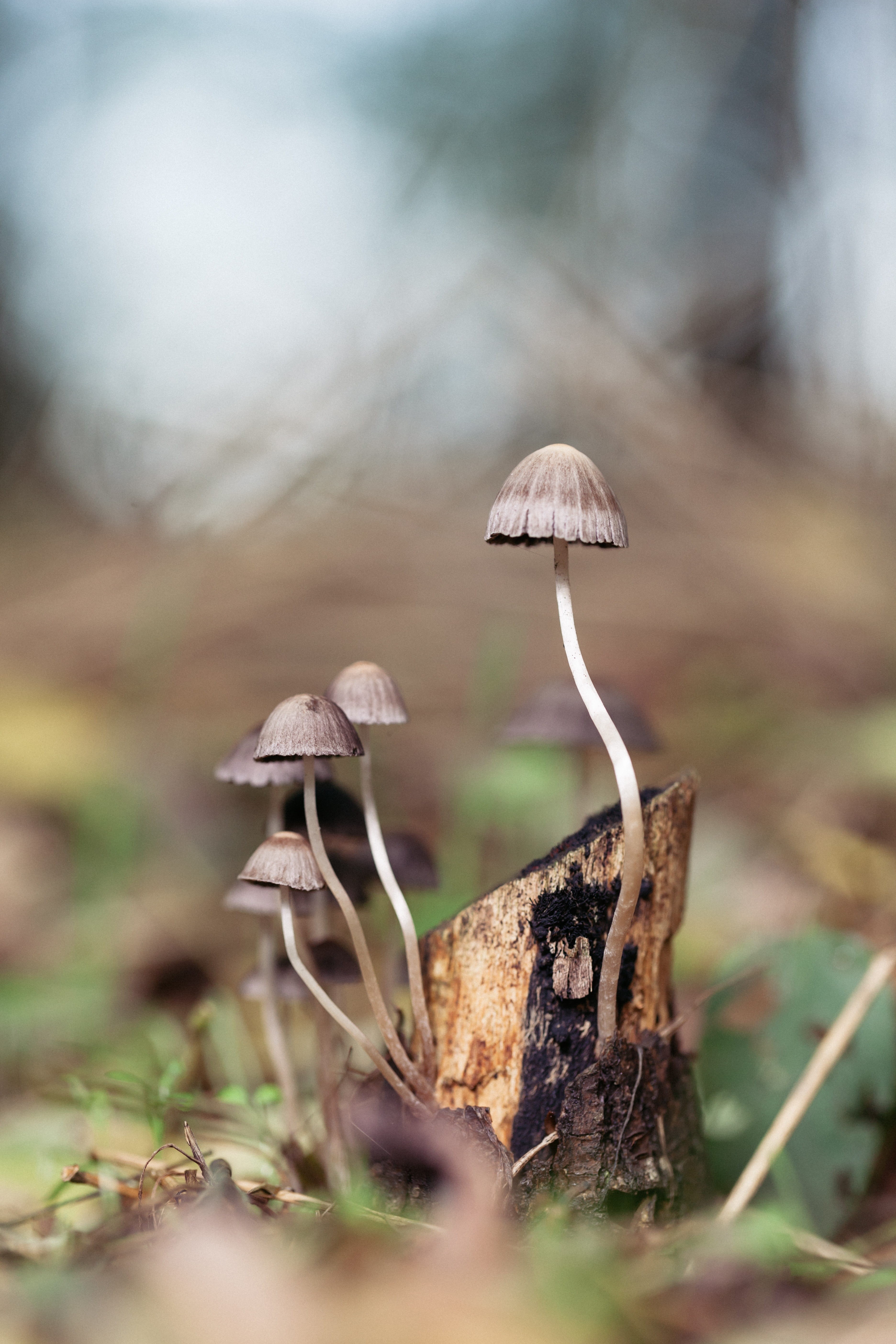 autumn, day, tree, surface level, growth, outdoors, land, wild, 5K, natural, cap, toadstool, green, wood, forest, nature, selective focus, beauty in nature, Phone HD Wallpaper