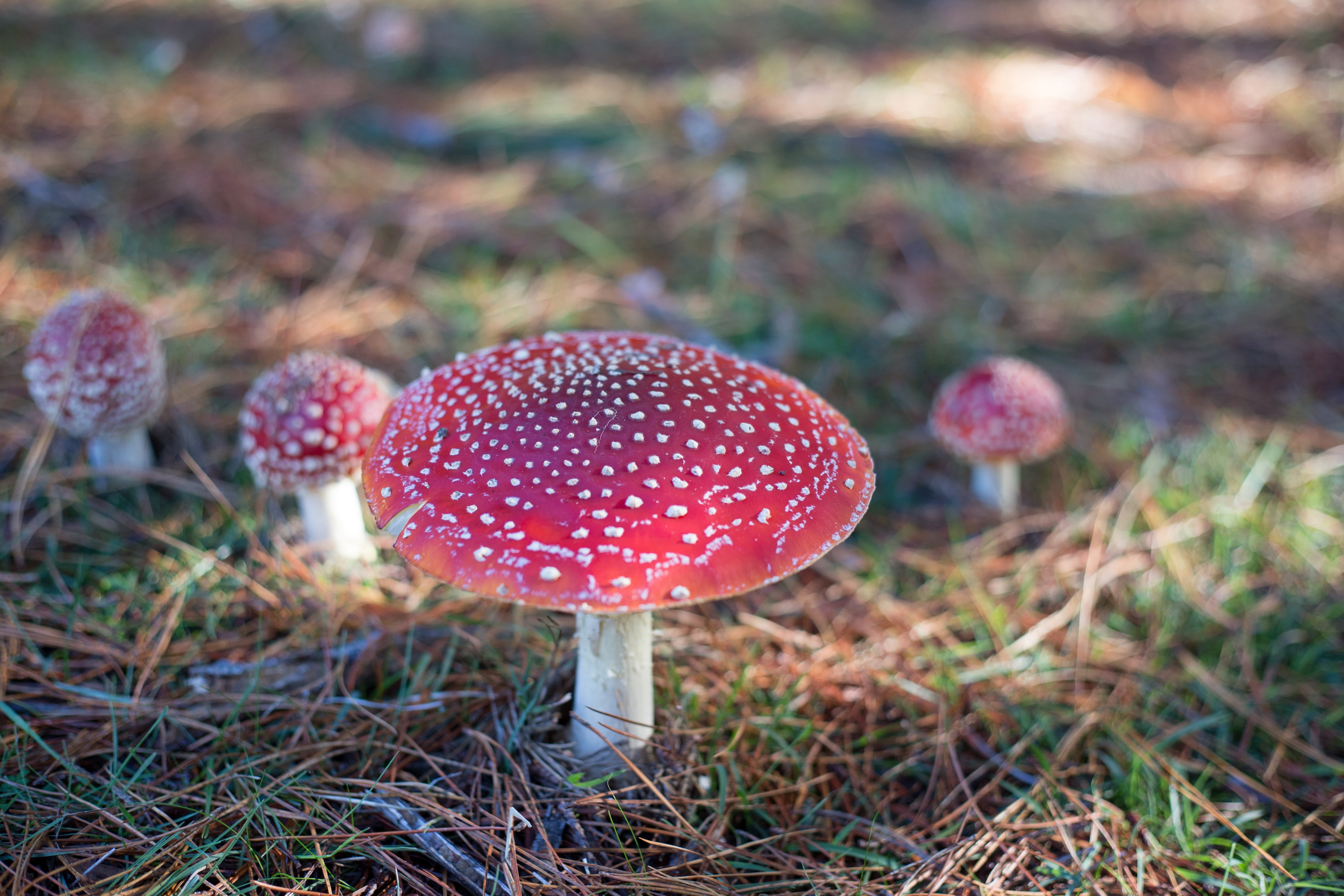 poisonous, fantasy, spotted, mushroom, food, imagination, plant, no people, red, growth, grass, day, magic, close-up, food and drink, vegetable, nature, HD Wallpaper