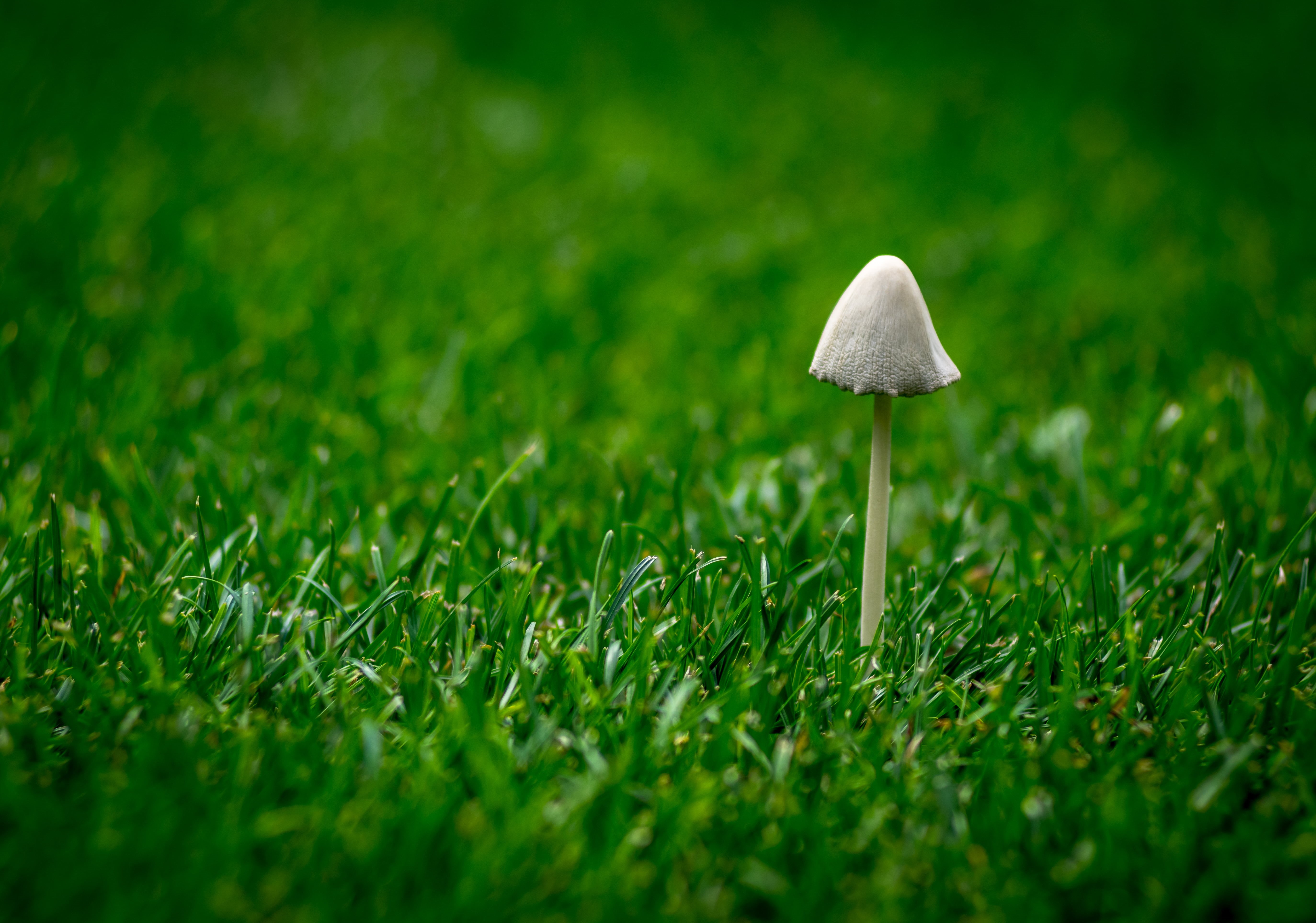Monotone, nature, 5K, close-up, green Color, white, green, growth, grass, plant, outdoors, mushroom, lawn, magic, white mushroom, minimalism, lawn grass, HD Wallpaper