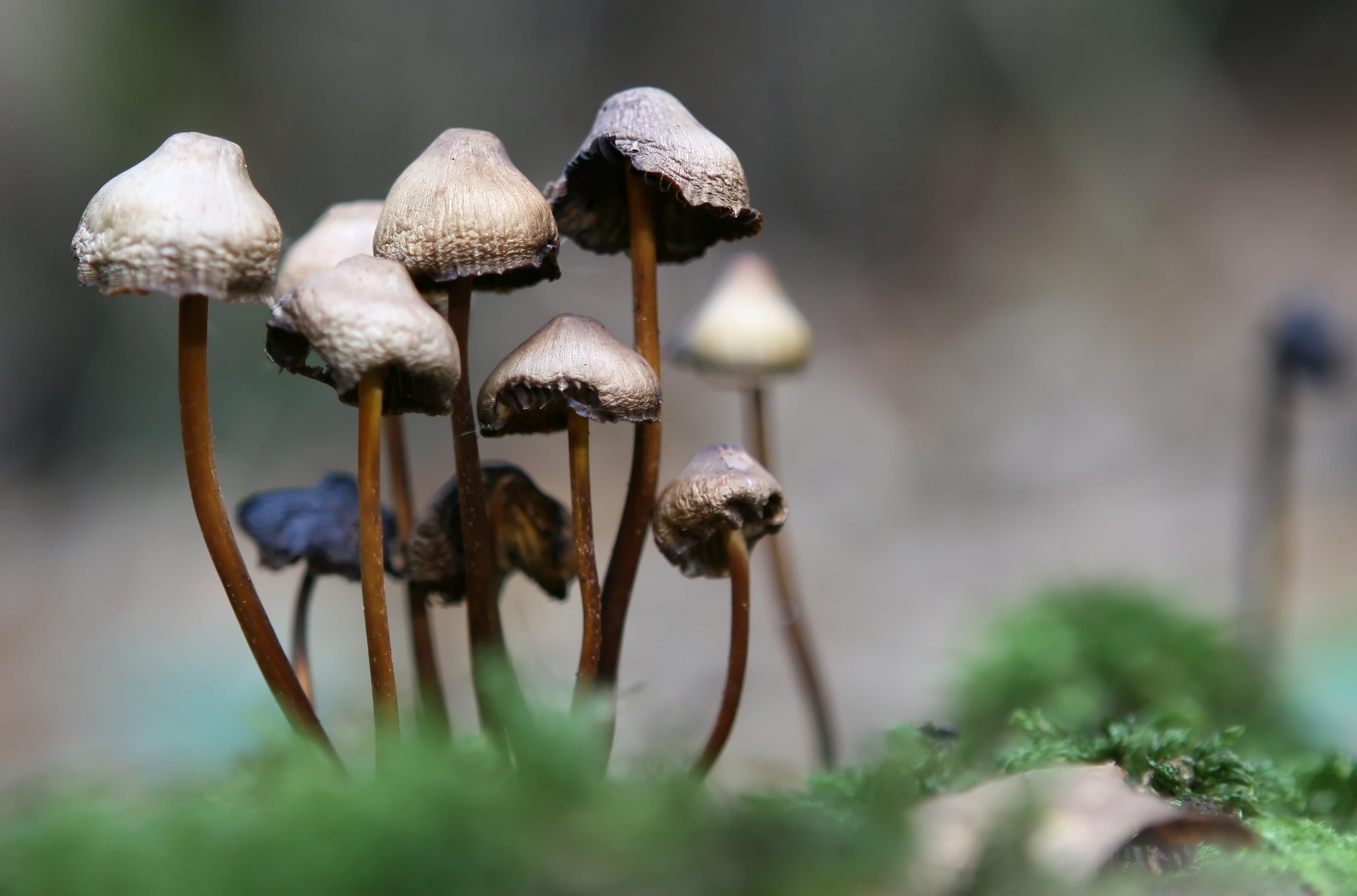 brown, natural, hide, mushrooms, close-up, danger, britain, nature, magic, vulnerability, focus on foreground, outdoors, selective focus, focus, english, HD Wallpaper