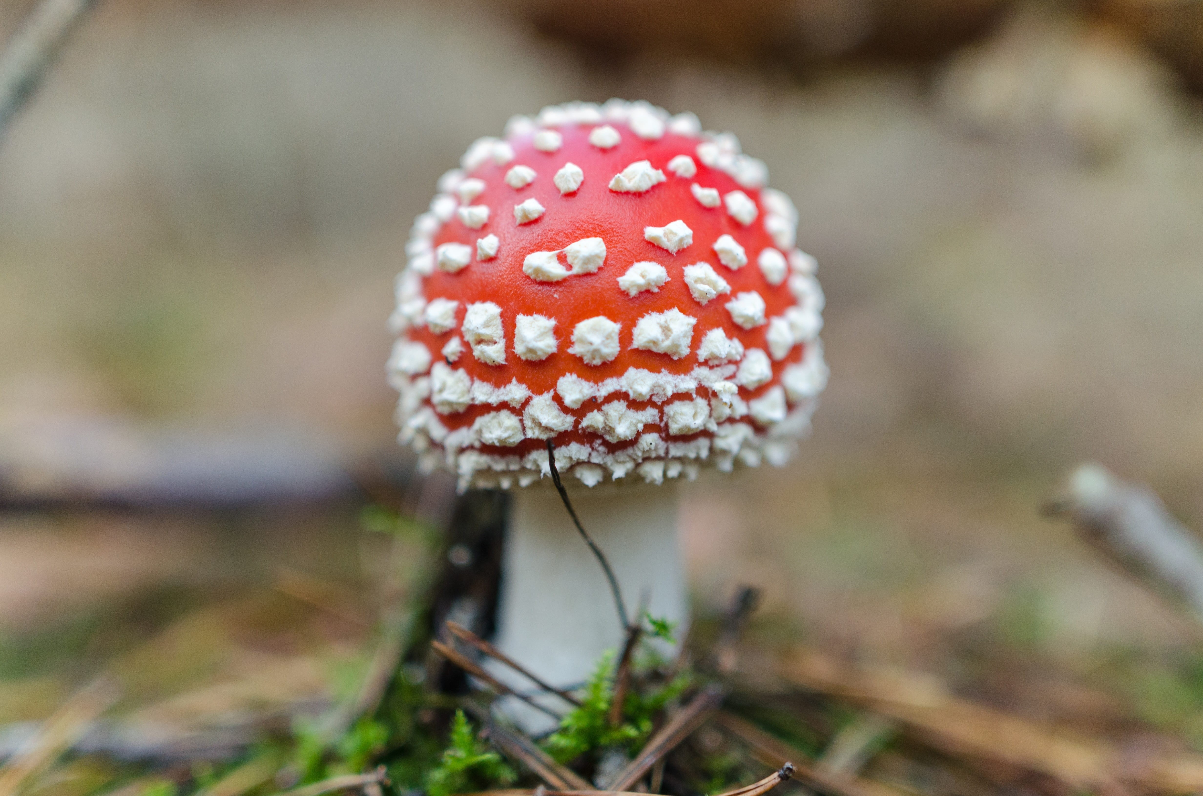 wild, closeup, red, vegetable, no people, biology, growth, food and drink, natural, toadstool, danger, forest, toxic, macro, season, food, focus on foreground, HD Wallpaper
