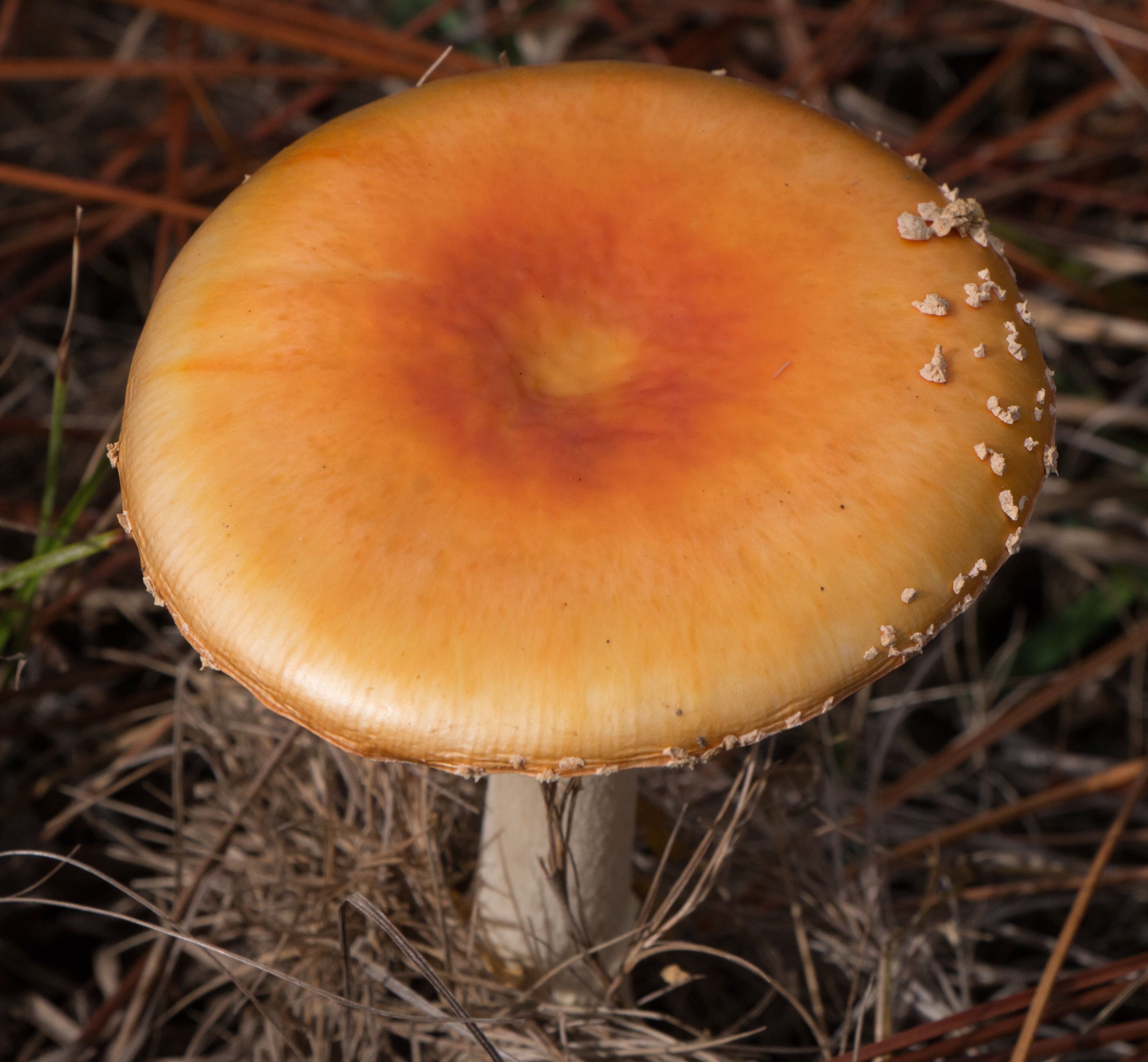 organic, magic, beauty in nature, fungus, poison, plant, outdoors, amanita muscaria, danger, food and drink, amanita, freshness, autumn, close-up, fly agaric mushroom, HD Wallpaper