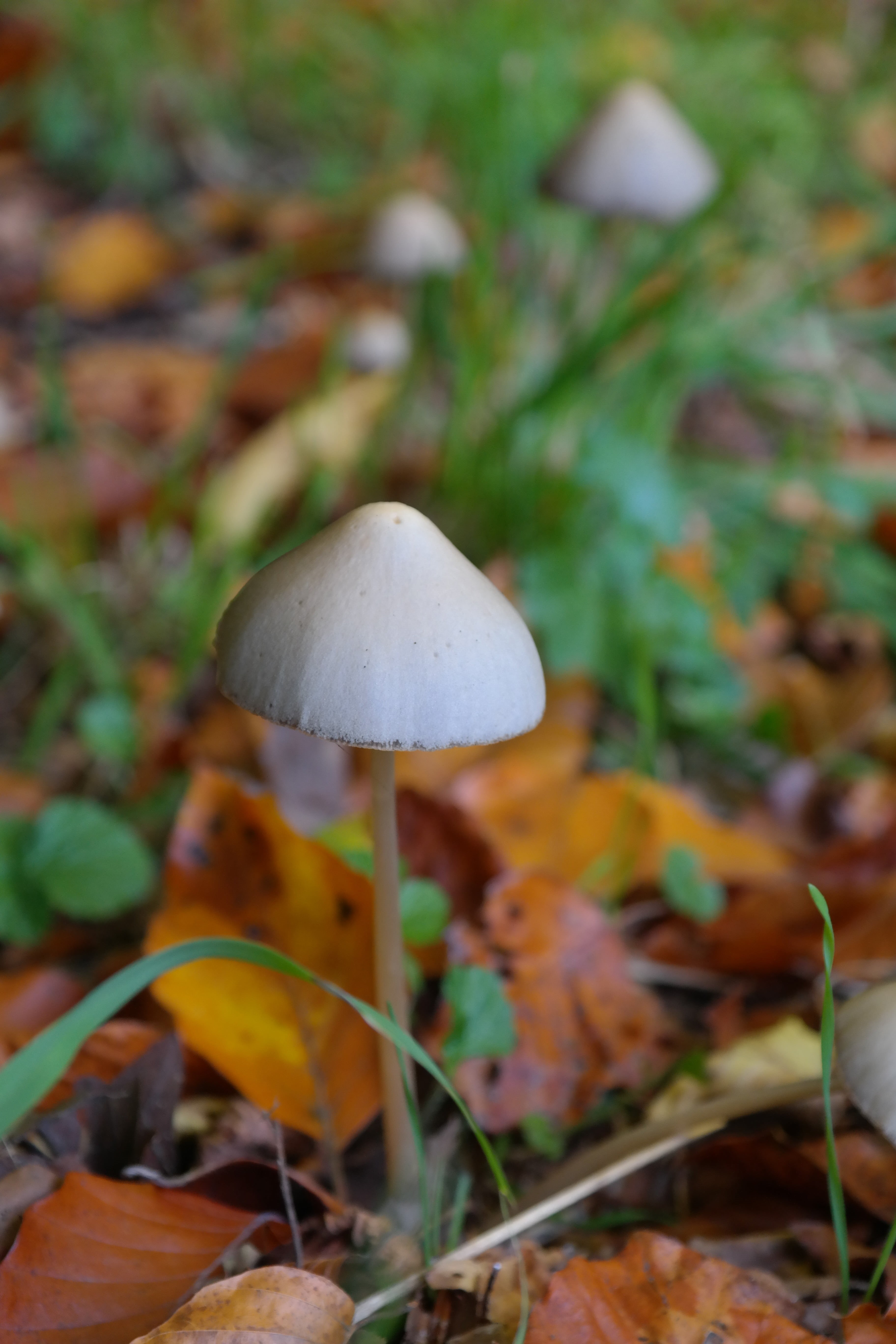 pointed tapered bald head, magic mushroom, halluzuniation, agaric, outdoors, sandy s rose, season, vulnerability, psilo, nature, forest, pixie cap, wild, Phone HD Wallpaper