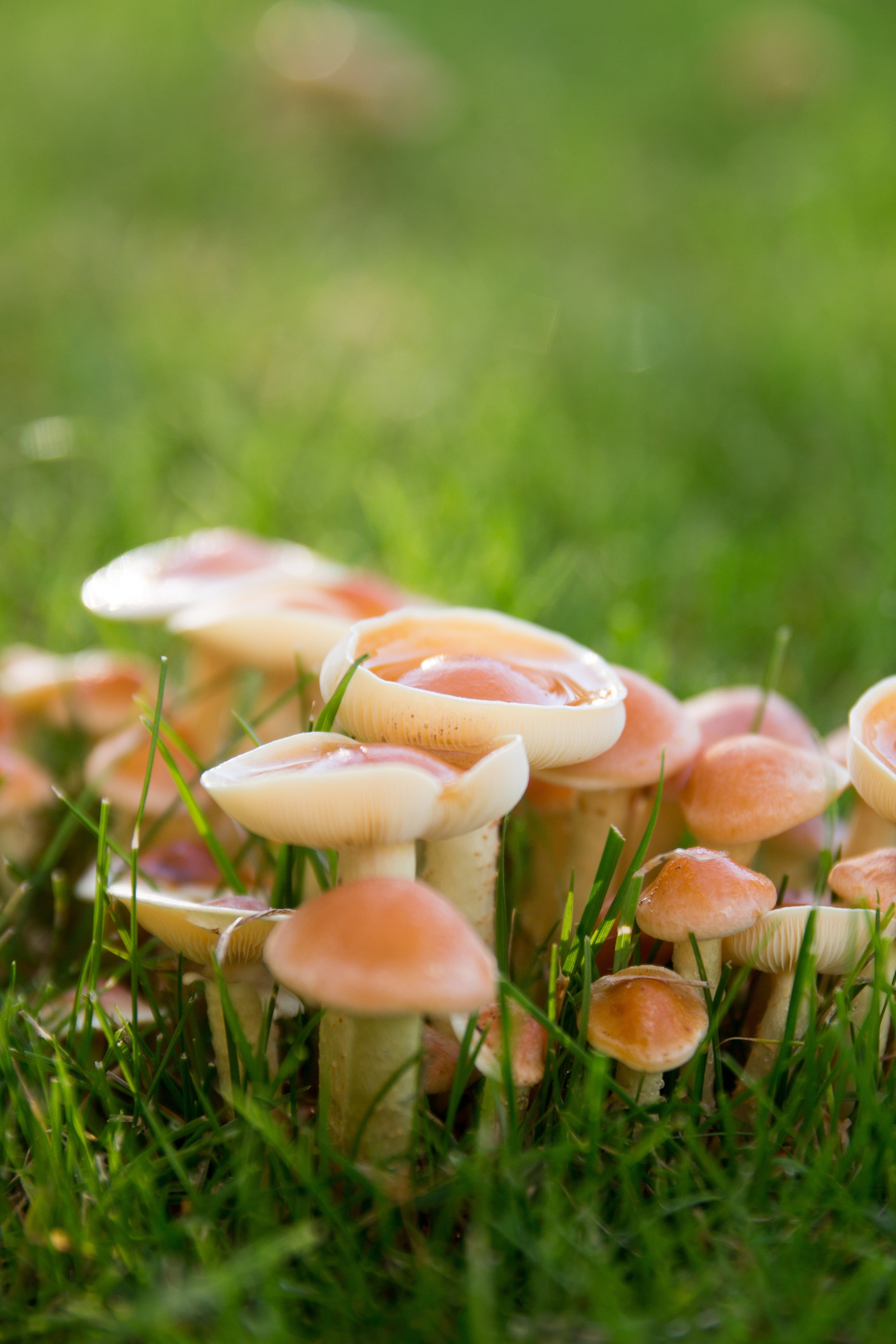 collect, front yard, fungus, surface level, moist, garden, group, green, small, outdoors, mushroom stalk, nature, eat, day, haunting, meadow, wet, mushroom hat, Phone HD Wallpaper