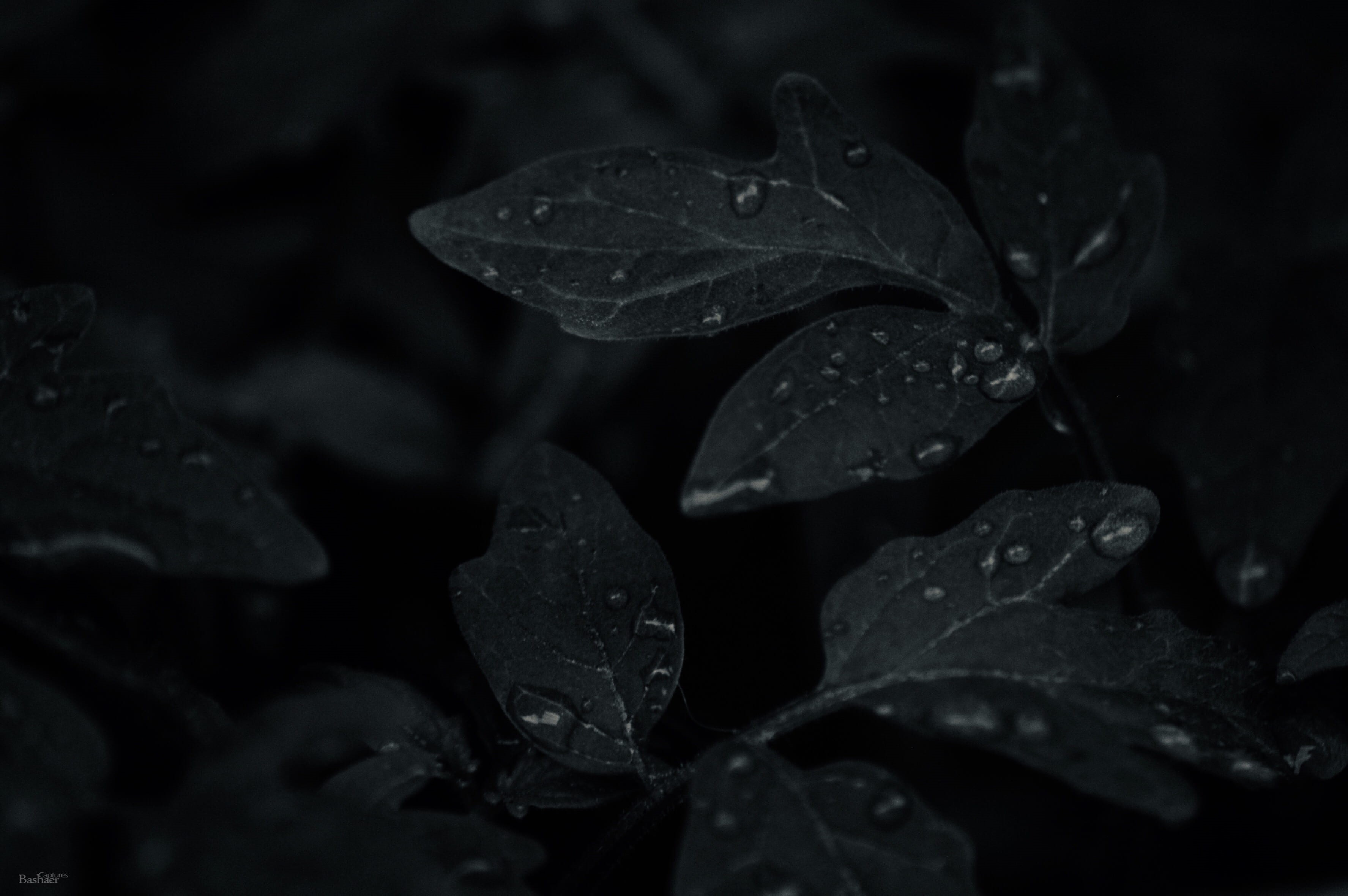 beauty in nature, dark, day, outdoors, rainy season, close-up, water, no people, drops, plant, nature, 2K, dew, leaves, wet, vulnerability, plant part, HD Wallpaper