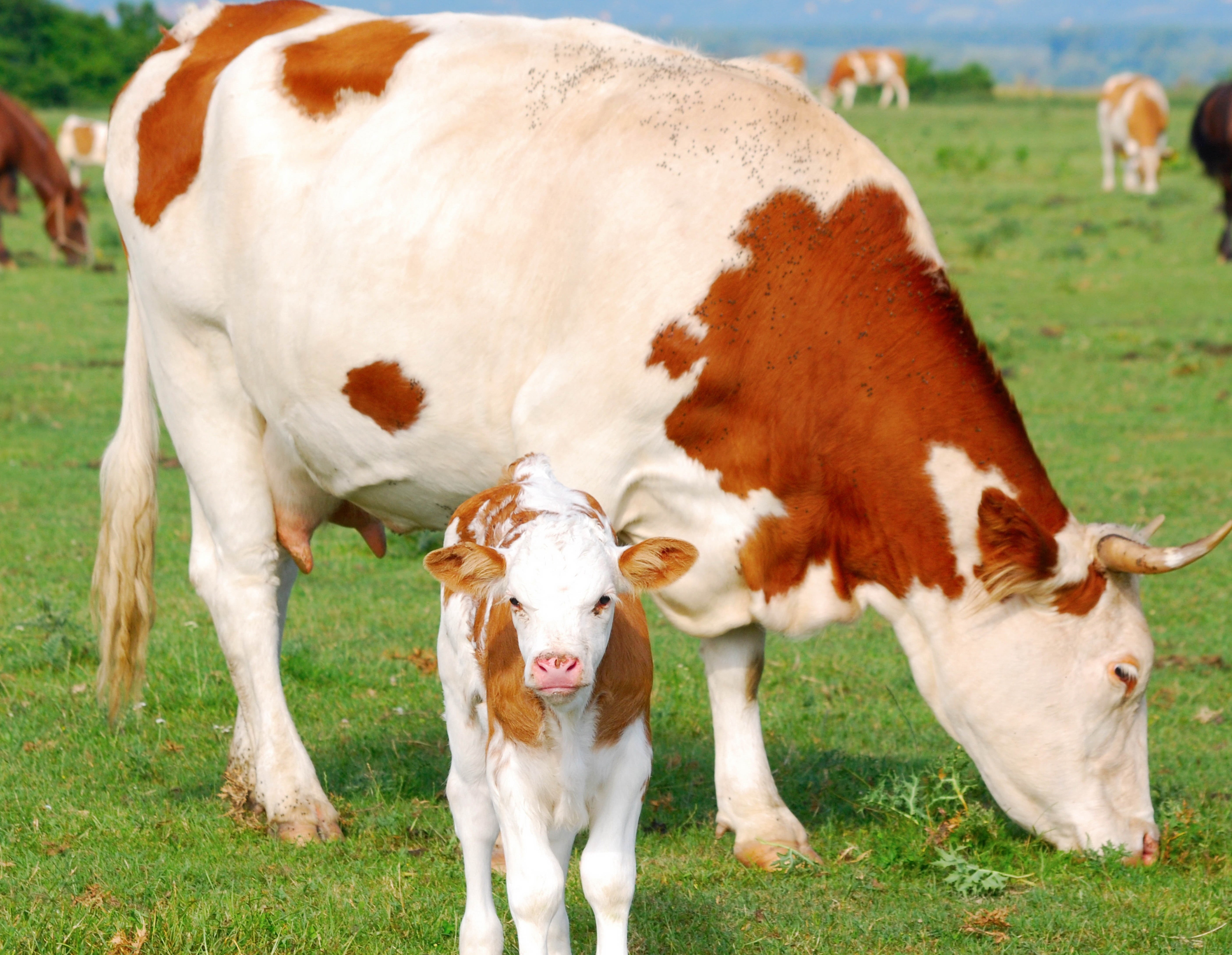 holstein Cattle, summer, farm, animal, nature, standing, milk, field, domestic Cattle, livestock, meadow, pasture, herd, grass, calf, day, herbivorous, HD Wallpaper