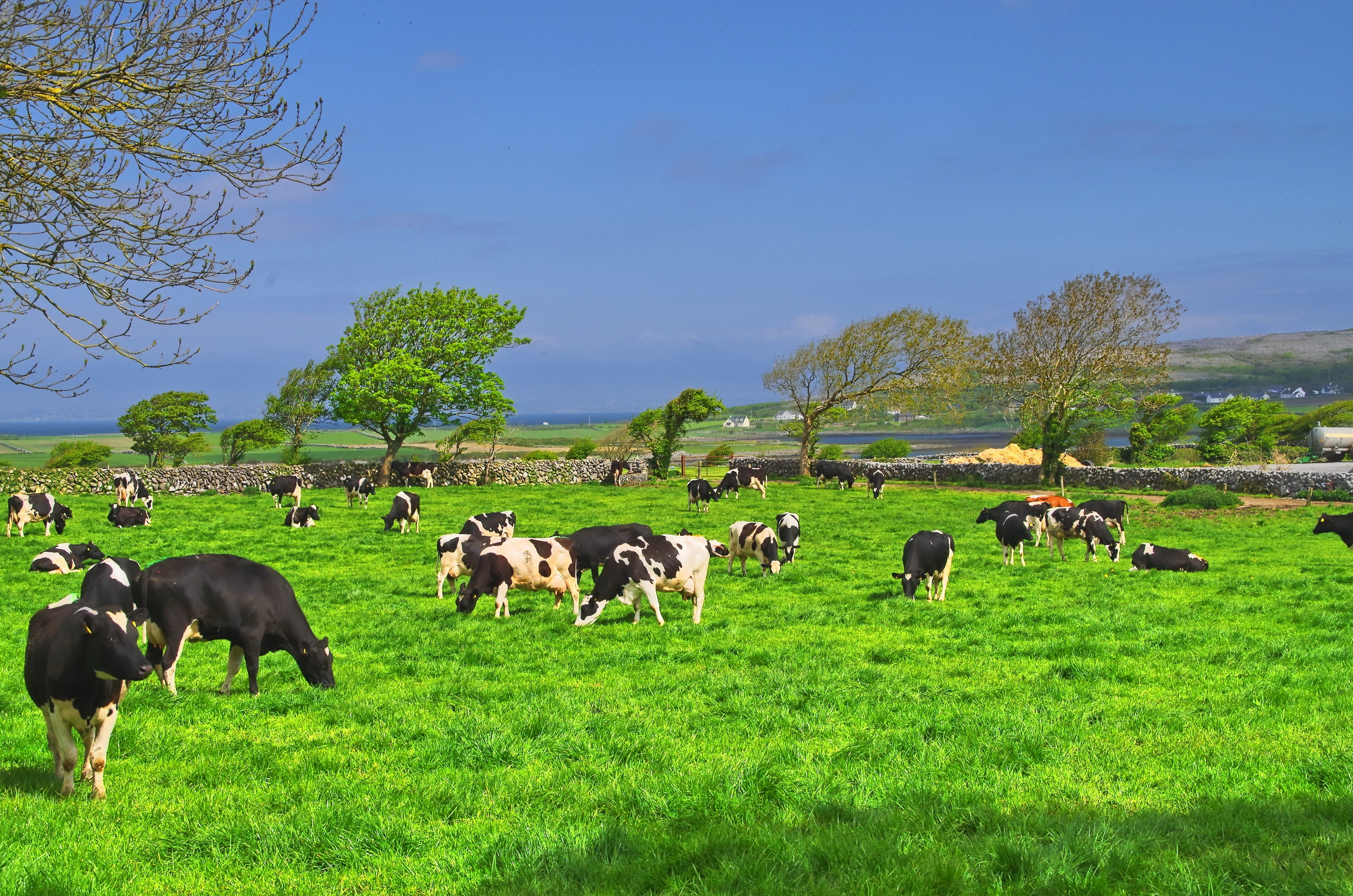 environment, landscape, beef, summer, blades of grass, grass green, no people, dairy farming, meadow, pasture, outdoors, 4K, animal, plant, trees, herd, HD Wallpaper