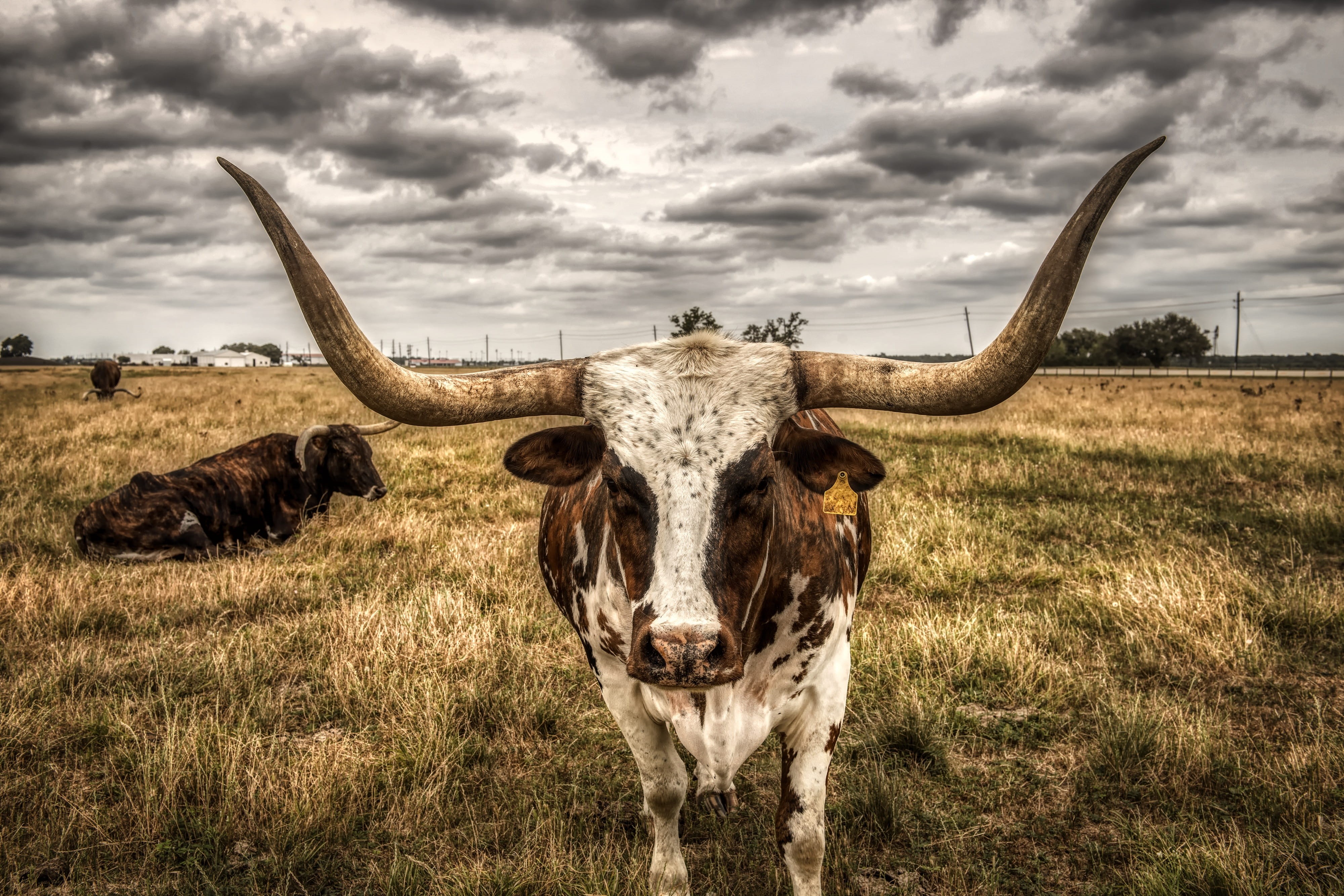 animal, animal themes, horned, america, herbivorous, pasture, mammal, dusk, looking at camera, animal head, animals, domestic animals, field, closeup, texas, HD Wallpaper