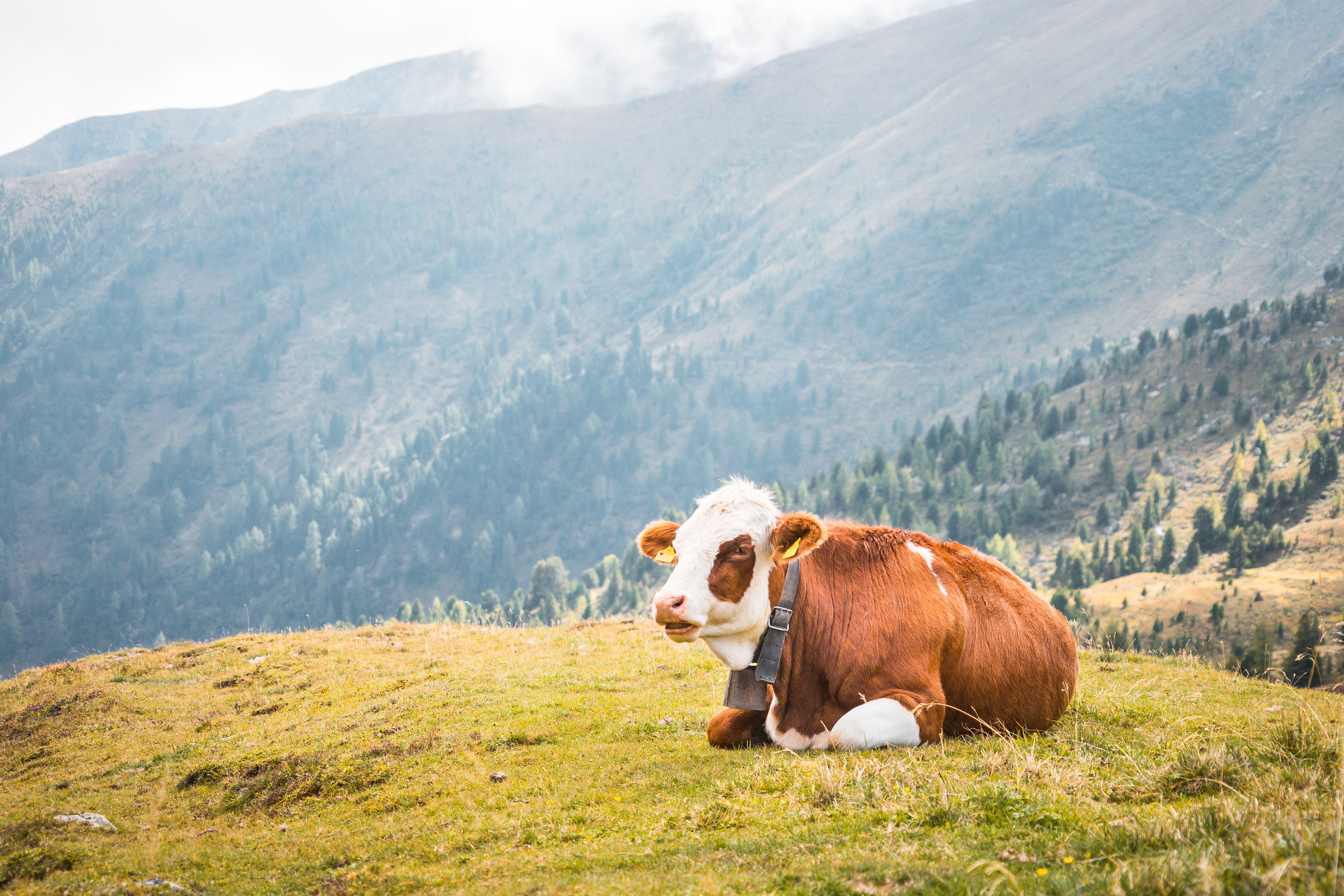 summer, landscape, environment, no people, meat, non-Urban Scene, one animal, vertebrate, nature, land, rural Scene, european Alps, mountain, pets, animal, HD Wallpaper