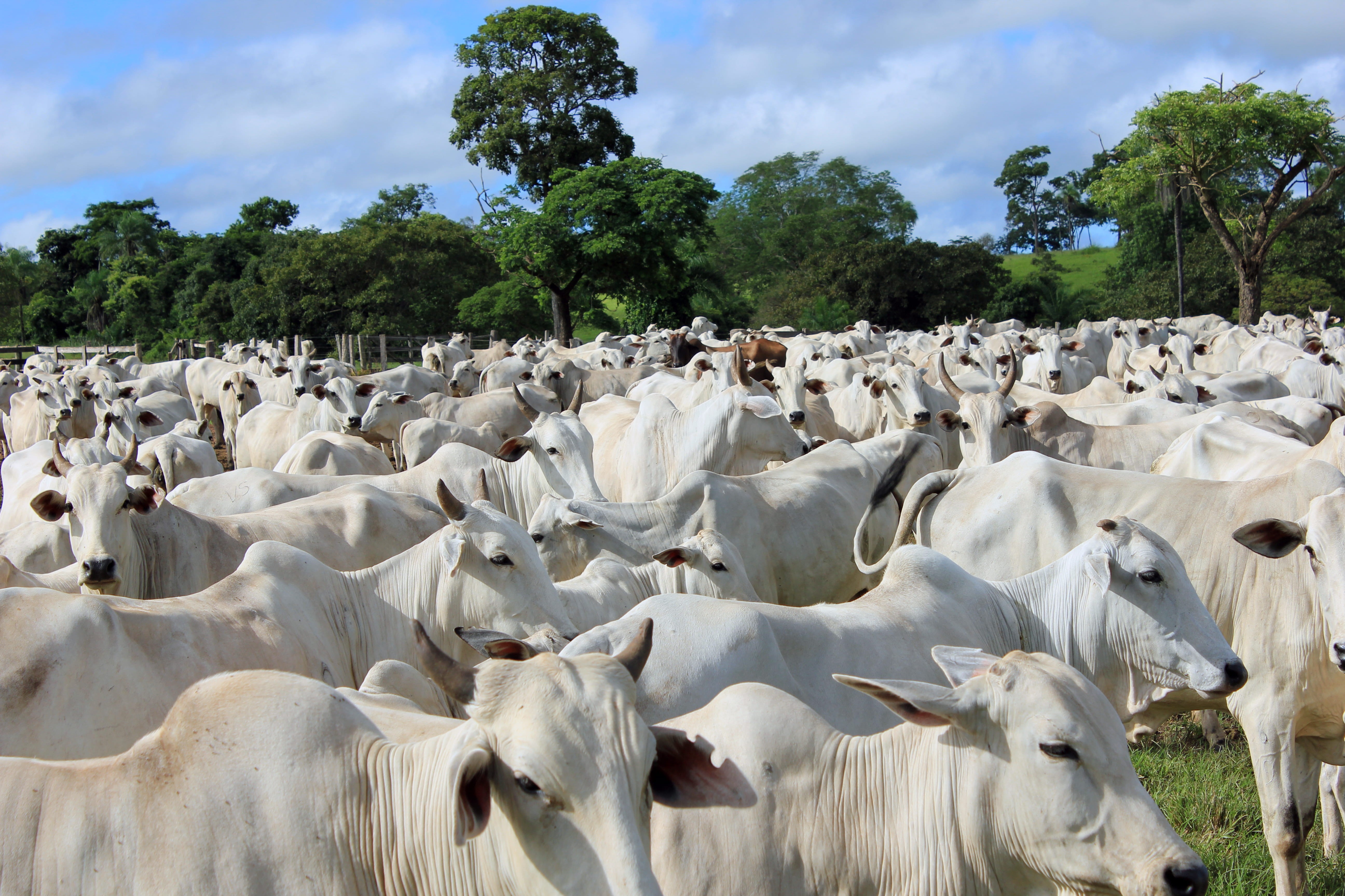 brazil, nelore, animal themes, animal, pets, cattle, livestock, farm, sunlight, rural, white color, bull, download, bovine, bulls, tree, sky, no people, HD Wallpaper