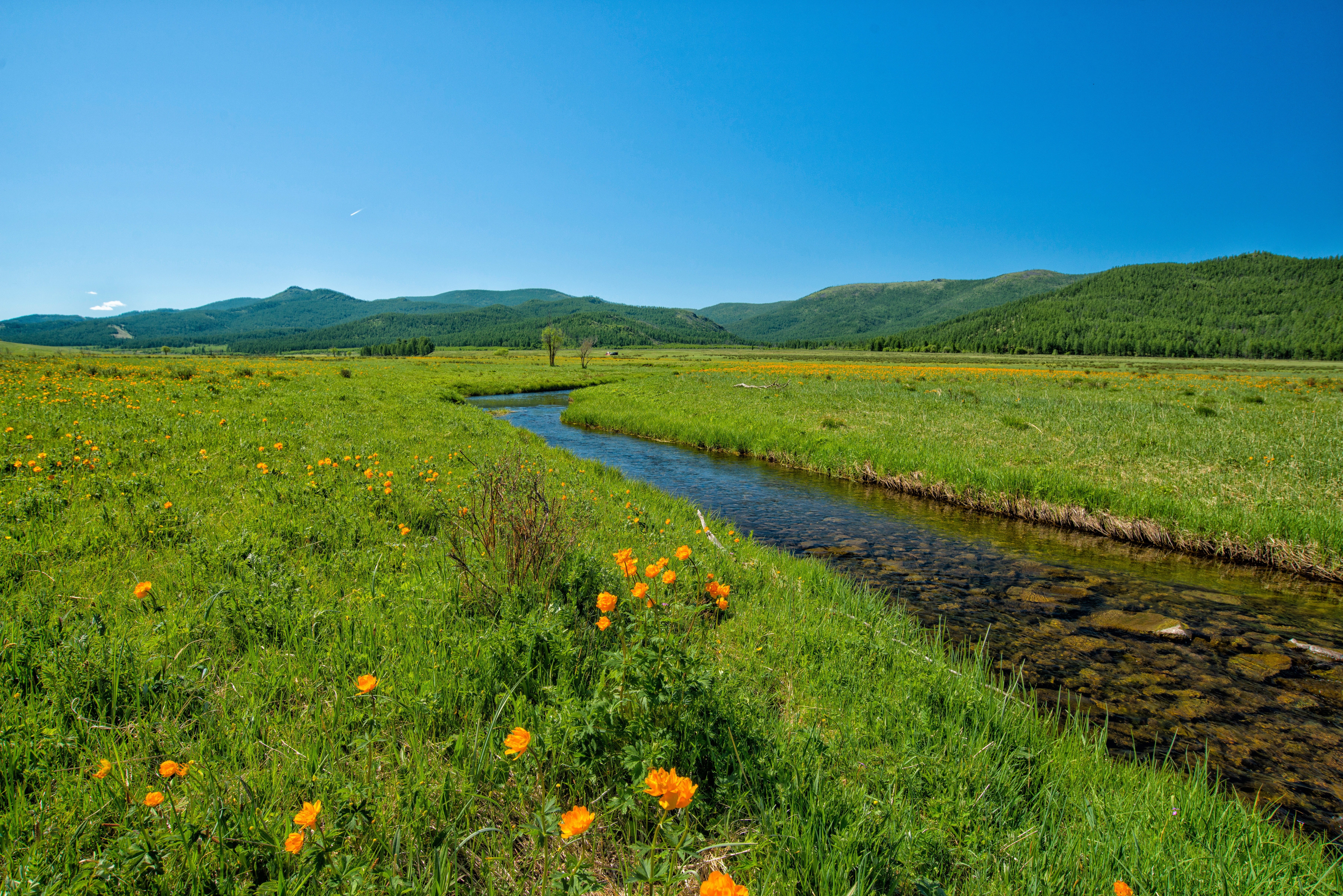 outdoors, grass, landscapes, agriculture, mongolia, environment, non-Urban Scene, green Color, river, Green, nature, brook, hill, Brook, landscape, plant, HD Wallpaper