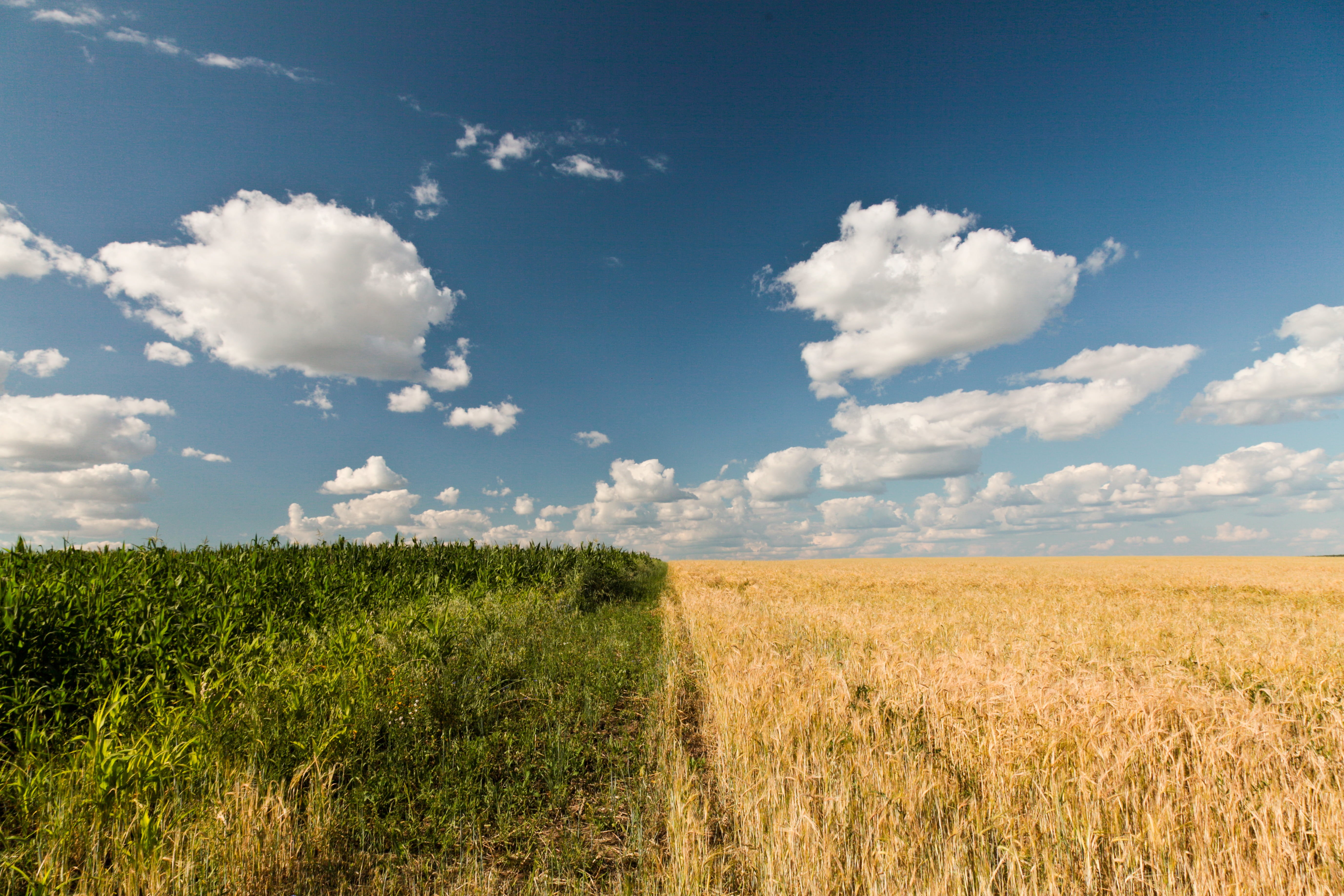 non-Urban Scene, rural Scene, blue sky, wheat, green corn, cloudy, clouds, land, farm, agriculture, yellow, day, grass, cloud - Sky, plants, crop, corn field, HD Wallpaper
