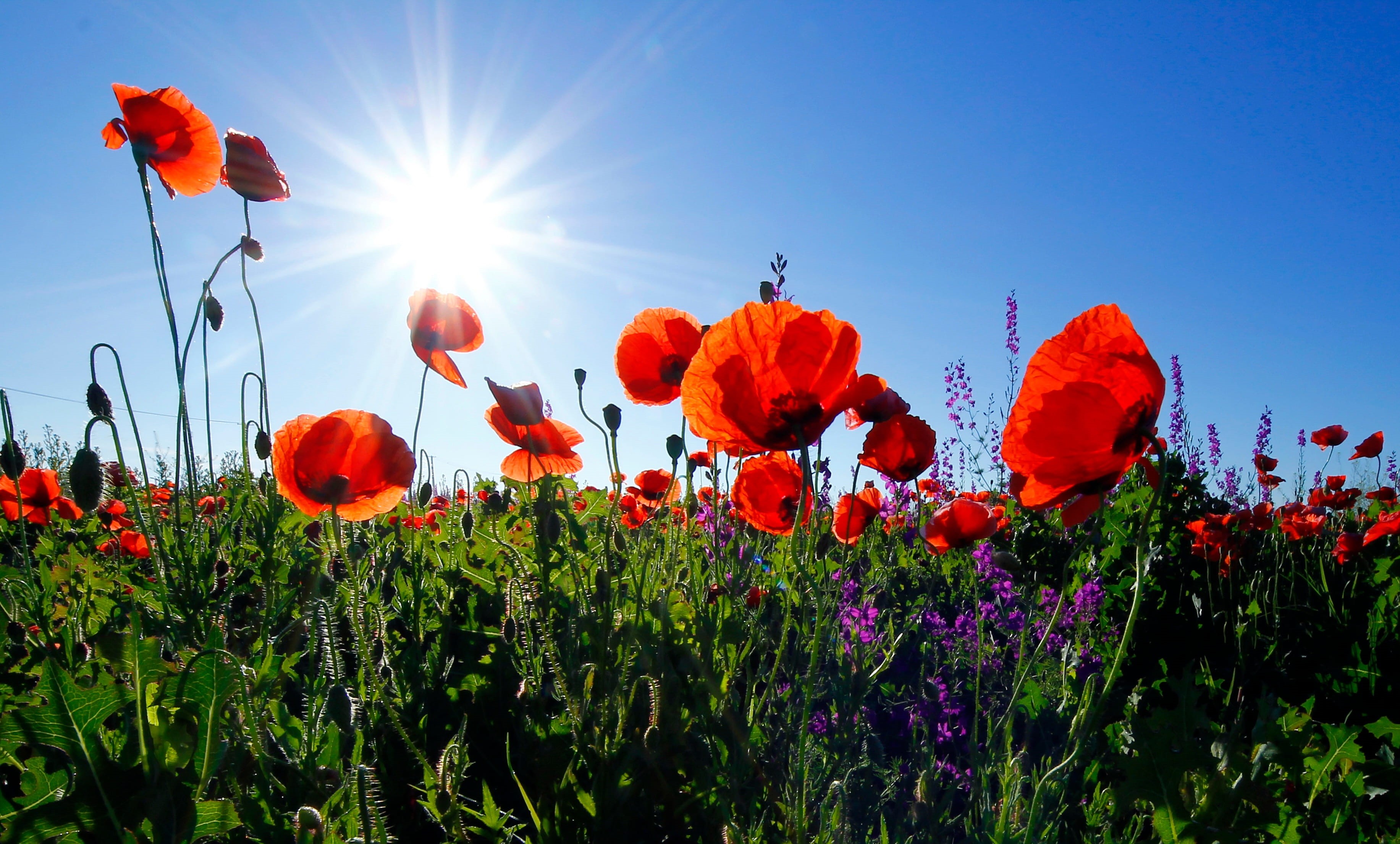 flowerbed, plant, multi Colored, vulnerability, 2K, red, flower, freshness, blue, fragility, flowering plant, growth, lens flare, sunbeam, sunlight, green Color, HD Wallpaper