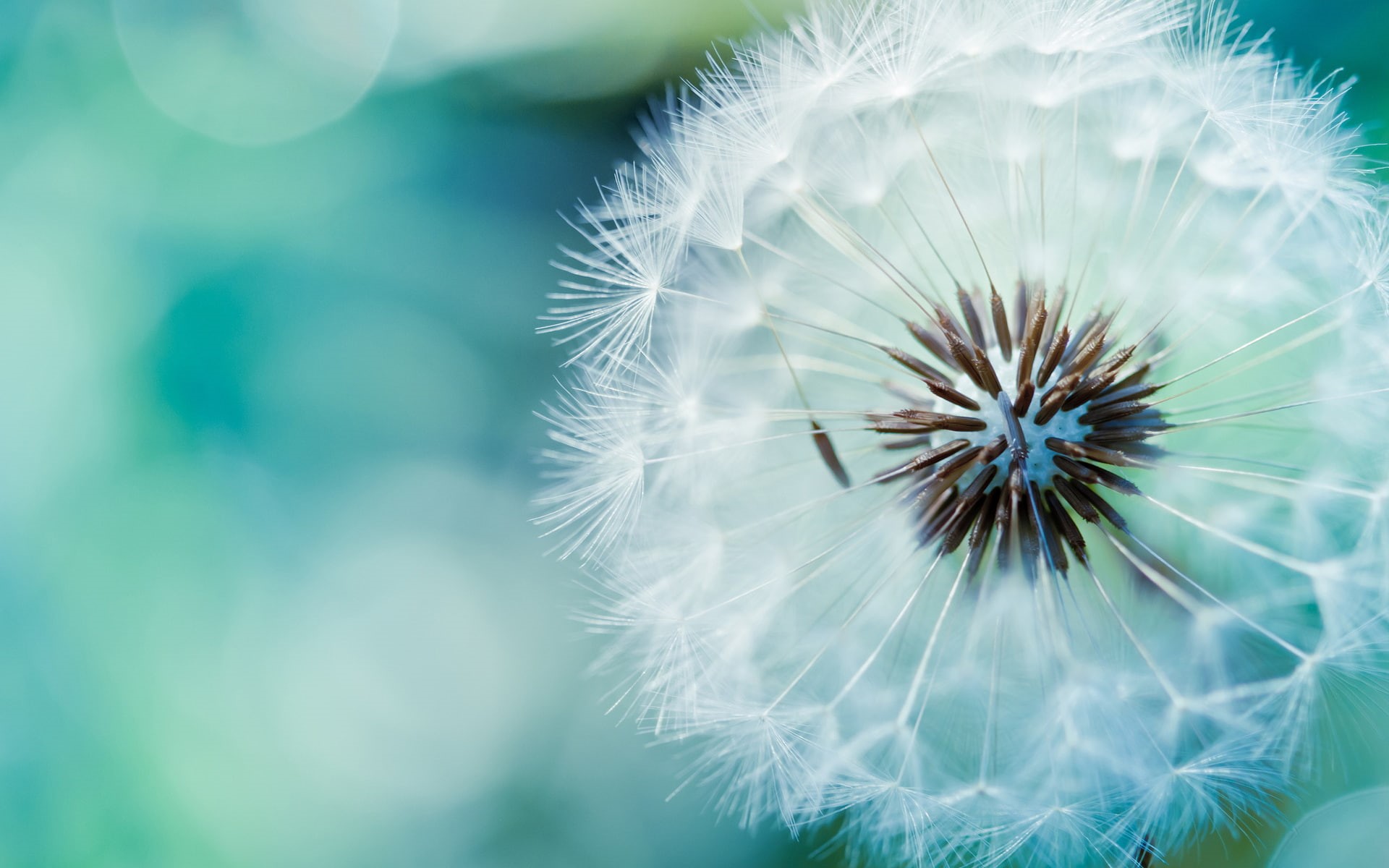 1080P, white, delion, flower, dandelion, HD Wallpaper