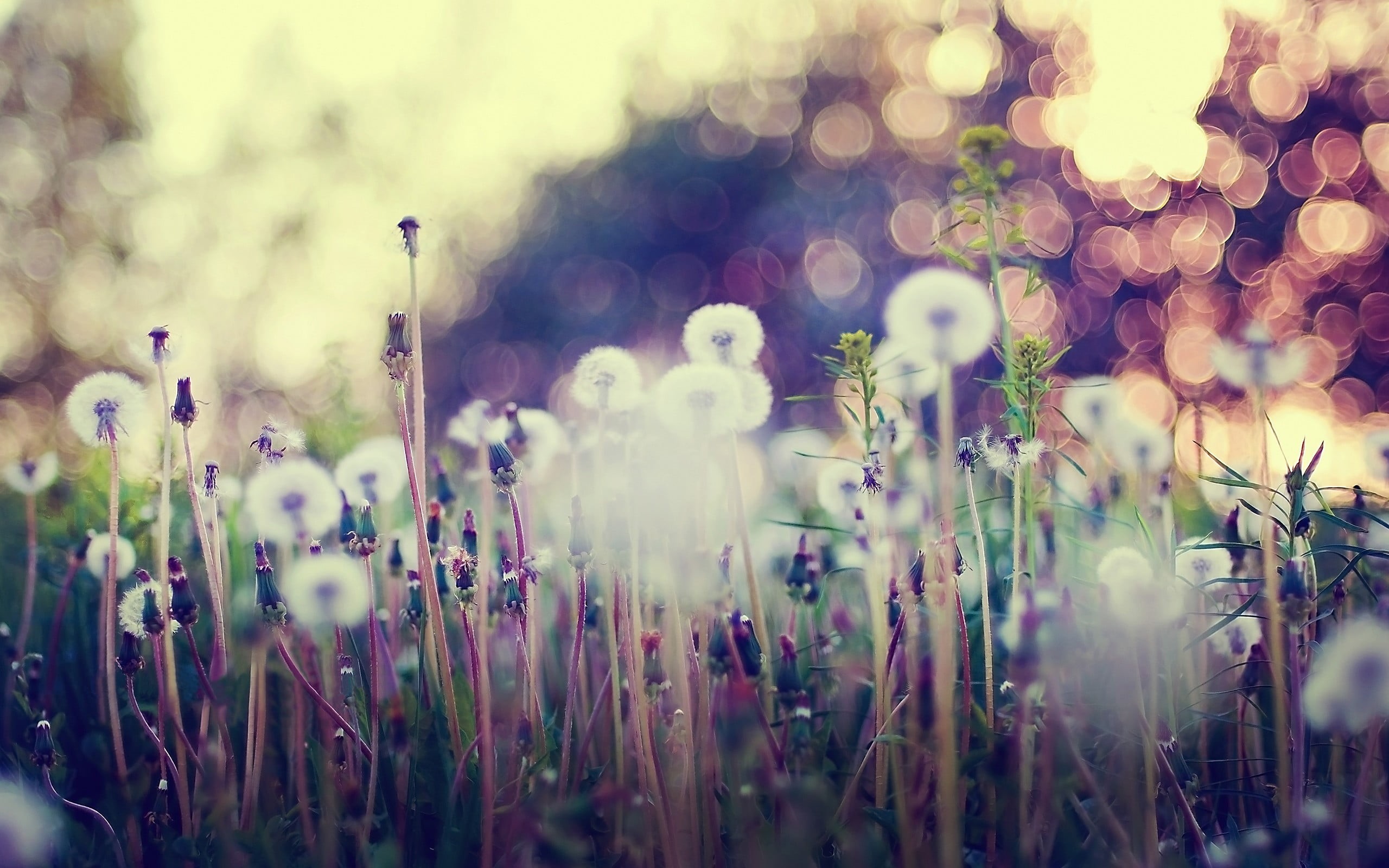 plants, abstract, morning, sunset, flower Head, day, land, vulnerability, flowering plant, wildflower, grass, springtime, light - Natural Phenomenon, multi Colored, HD Wallpaper