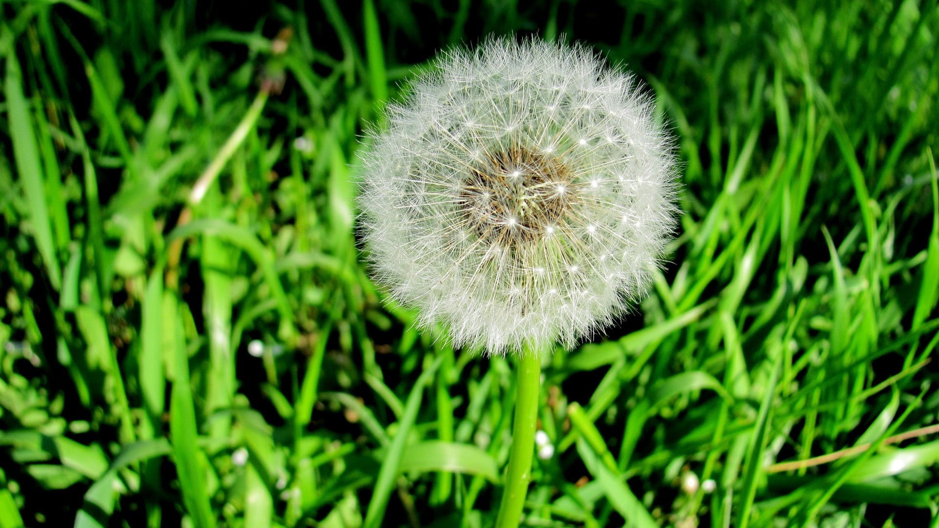 dandelion, plant, softness, nature, inflorescence, growth, outdoors, freshness, beauty in nature, flowers, land, grass, white, flower head, no people, clover, HD Wallpaper