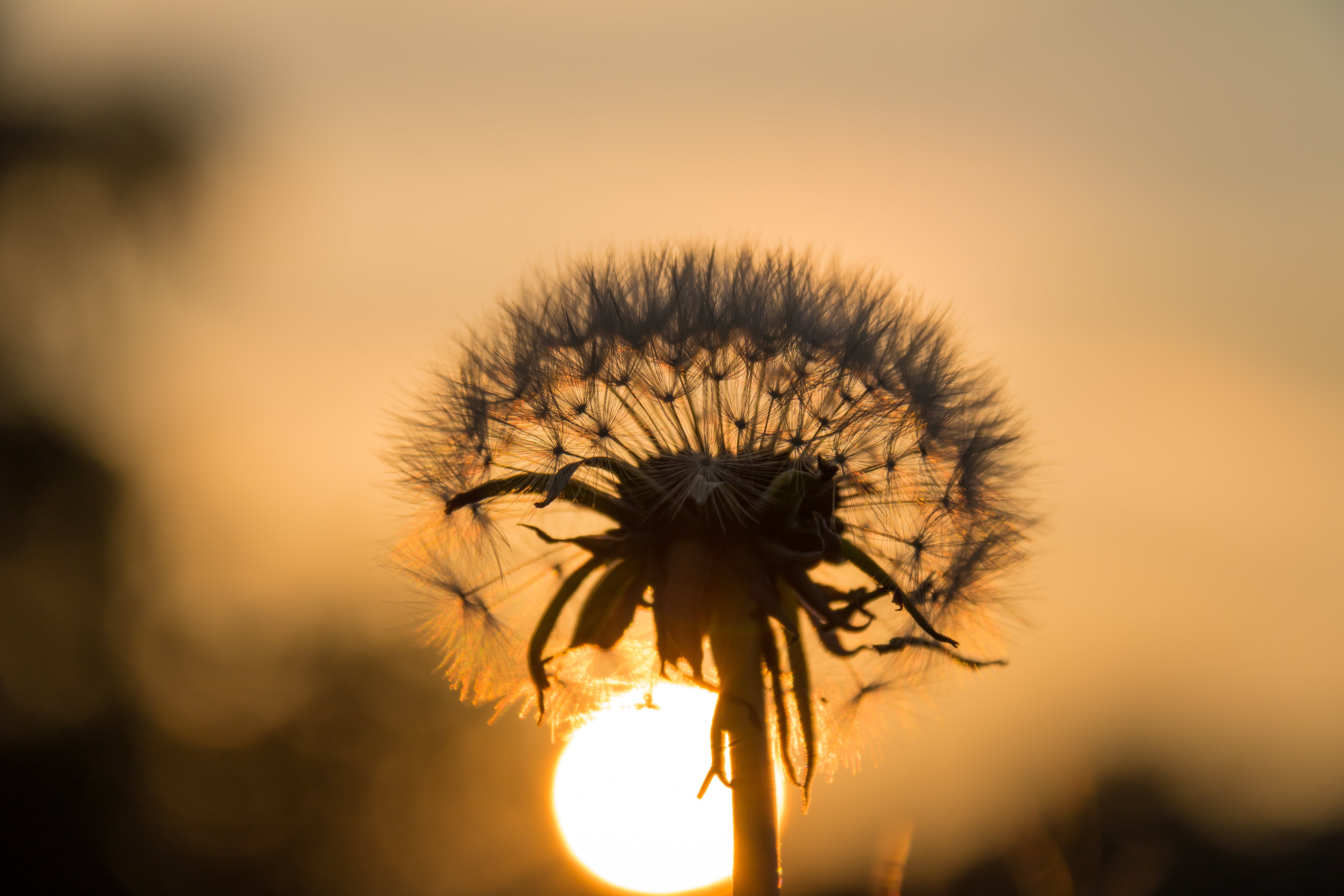 plant, sunlight, summer, light, 5K, nature, sun, flower, outdoors, white, sunset, yellow, Dandelion, HD Wallpaper