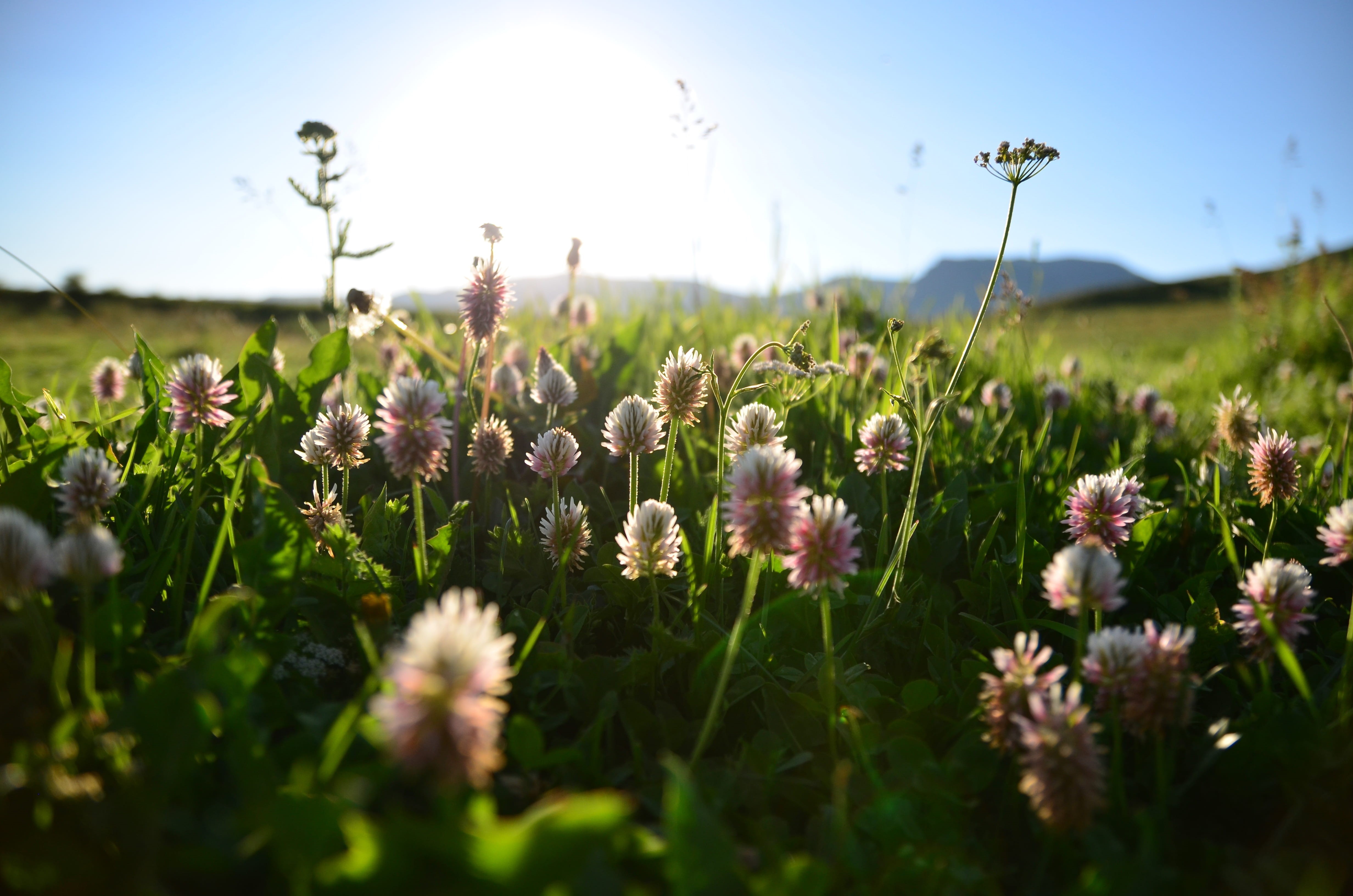 Turkey, green, travel, plant, sunlight, natural turkey, flower, selective focus, field, high, focus, flowers, Landscape, freshness, no people, daytime, HD Wallpaper