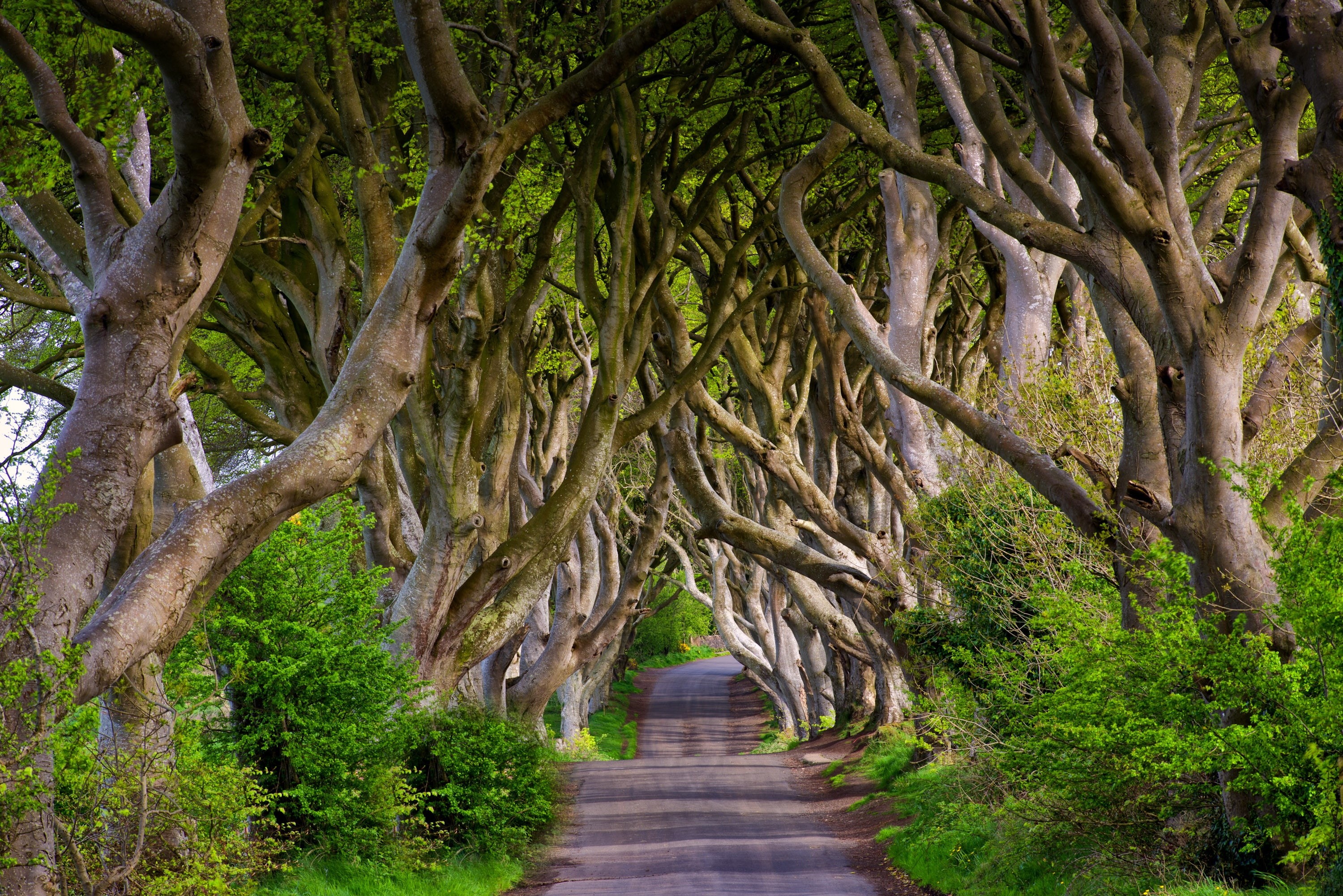 beech, alley, England, trees, road, 2K, Dark Hedges, Bregagh Road, Northern Ireland, HD Wallpaper