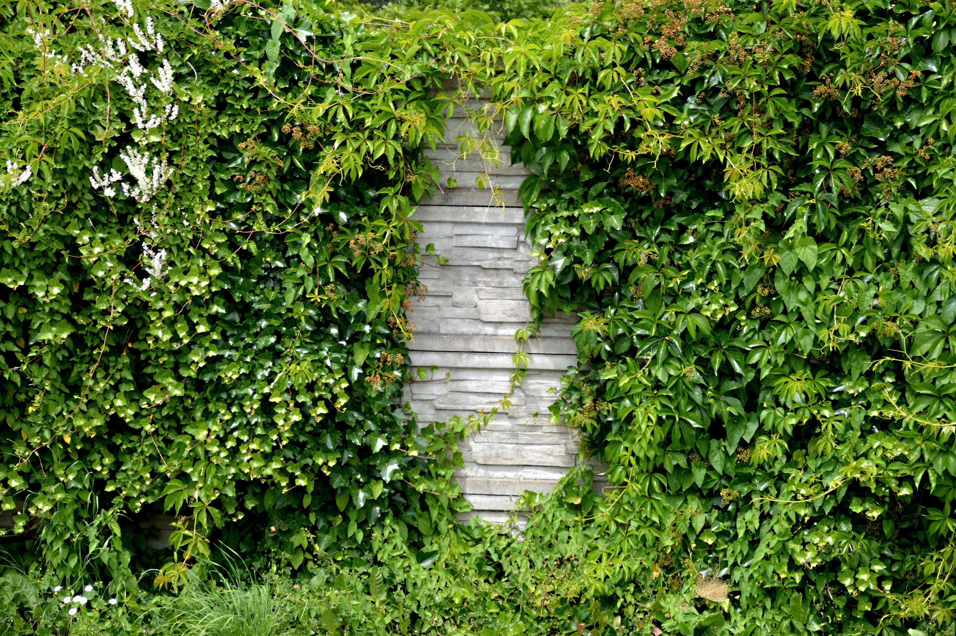leaves, 4K, wall, high angle view, foliage, day, climber, stone wall, plant, garden, natural stone, nature, garden wall, beauty in nature, tree, no people, HD Wallpaper